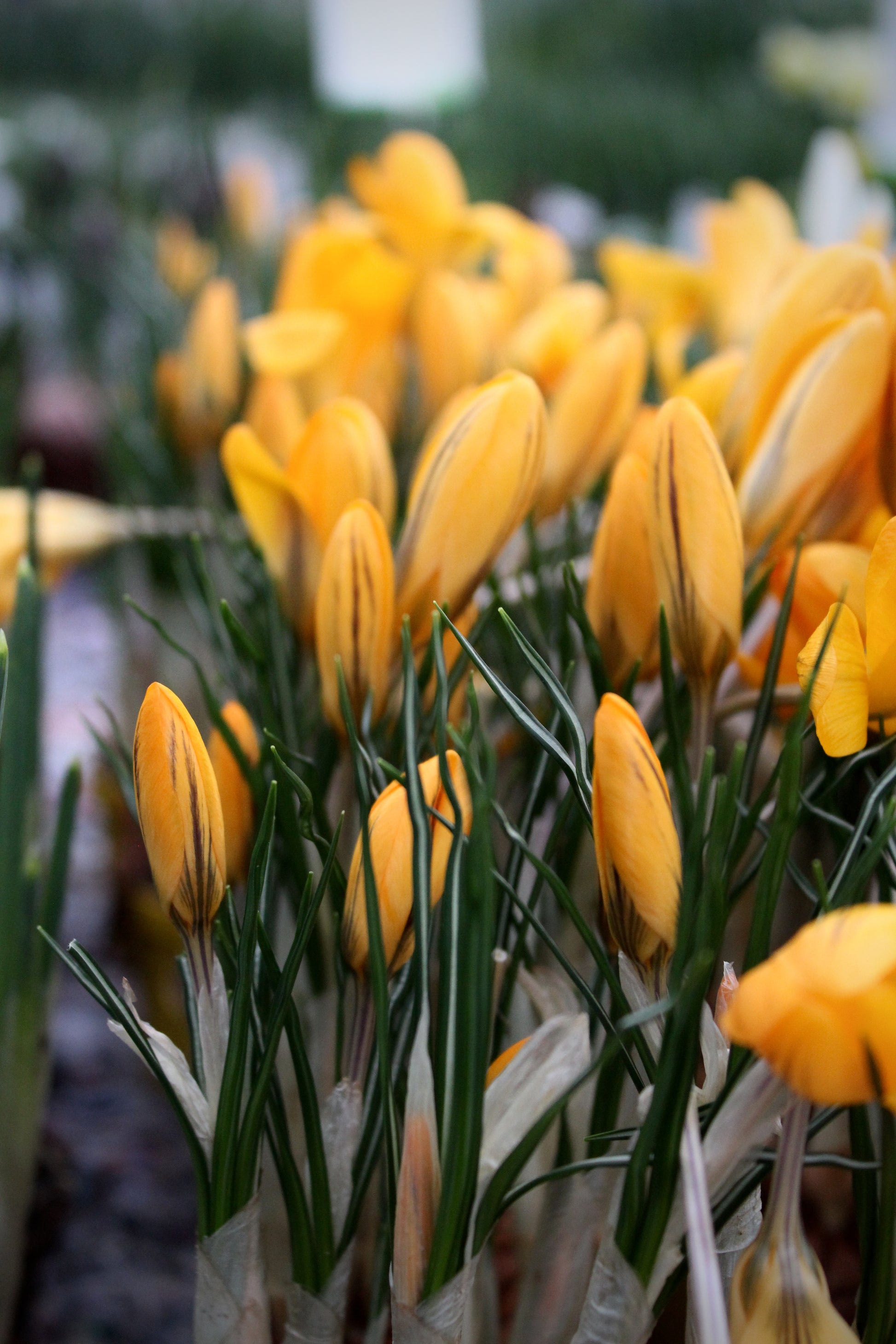 Crocus 'Yellow' 9/10
