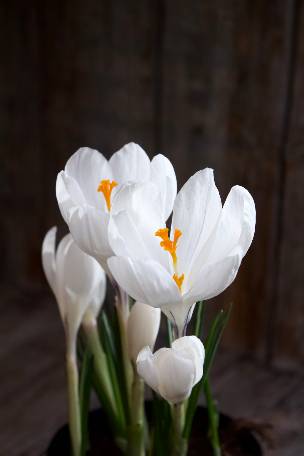 Crocus 'Jeanne d'Arc' 9/10