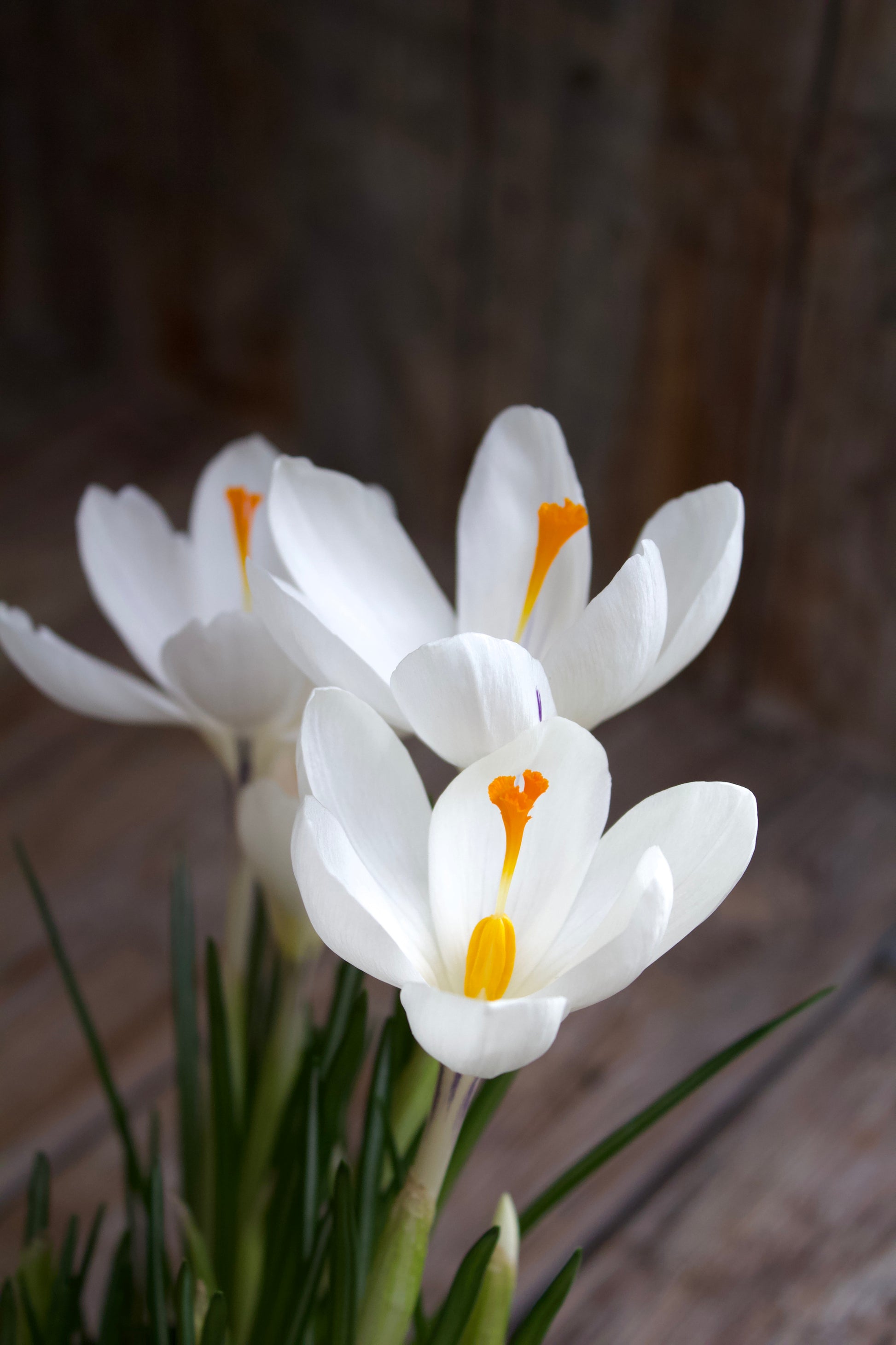 Crocus 'Jeanne d'Arc' 9/10