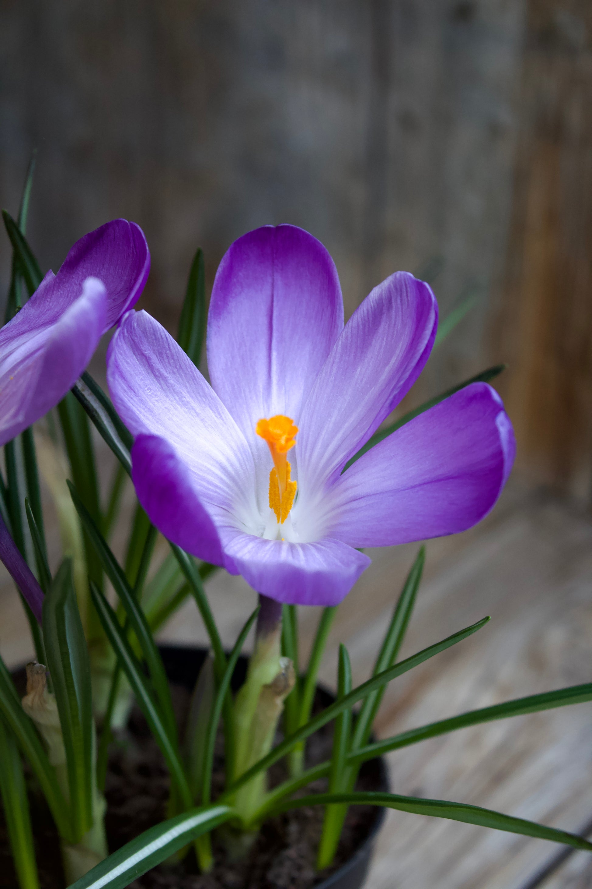 Crocus 'Remembrance' 9/10