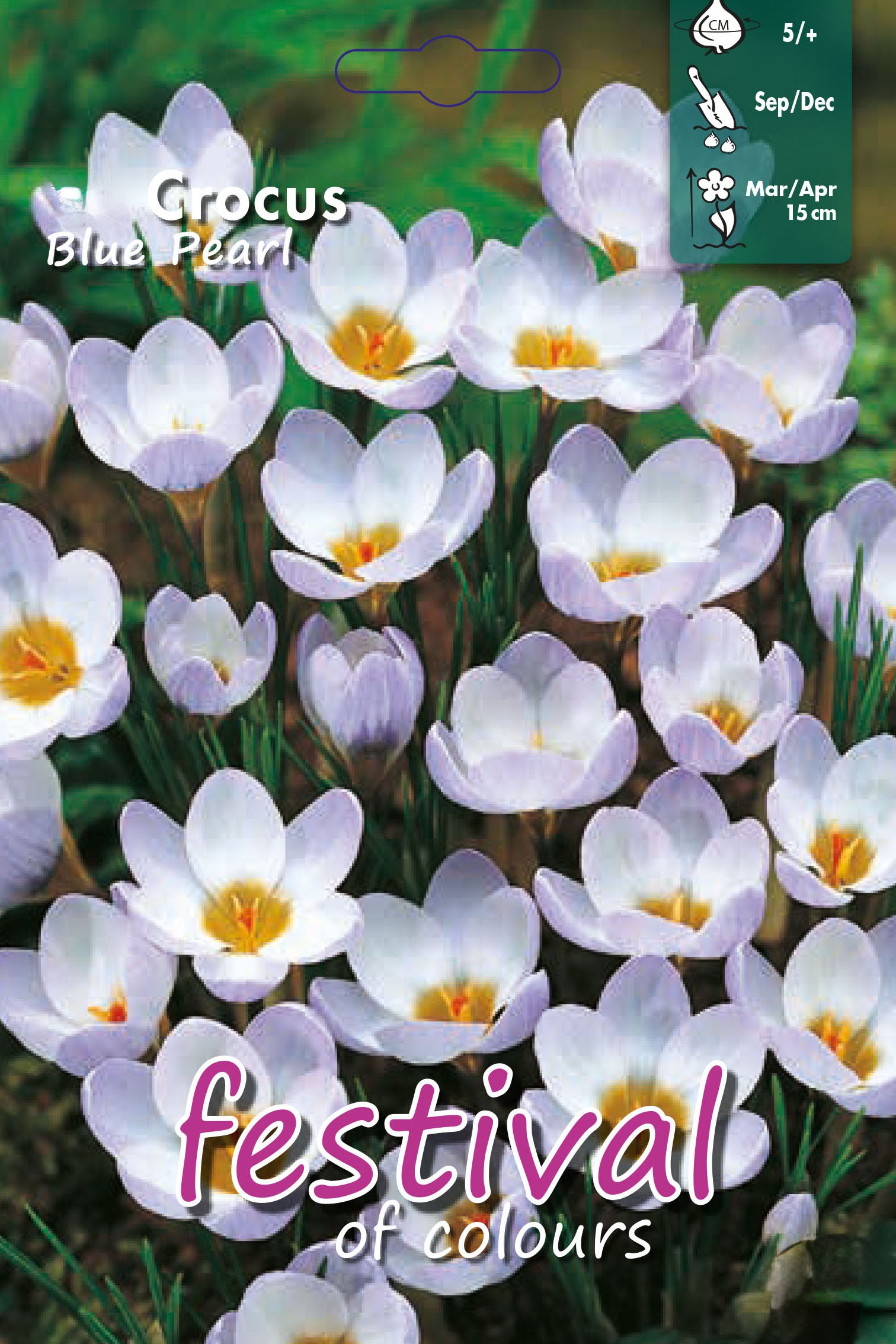 Crocus 'Blue Pearl' 5/+
