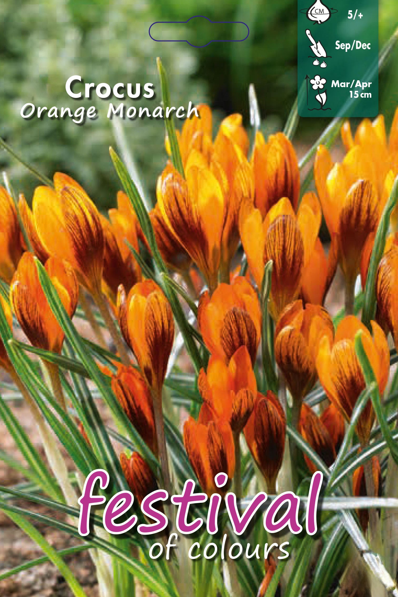 Crocus 'Orange Monarch' 5/+