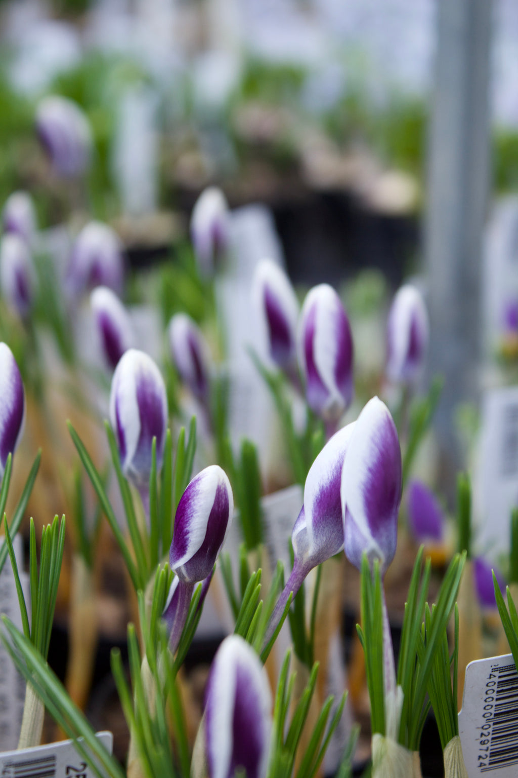 Crocus 'Prins Claus' 5/+