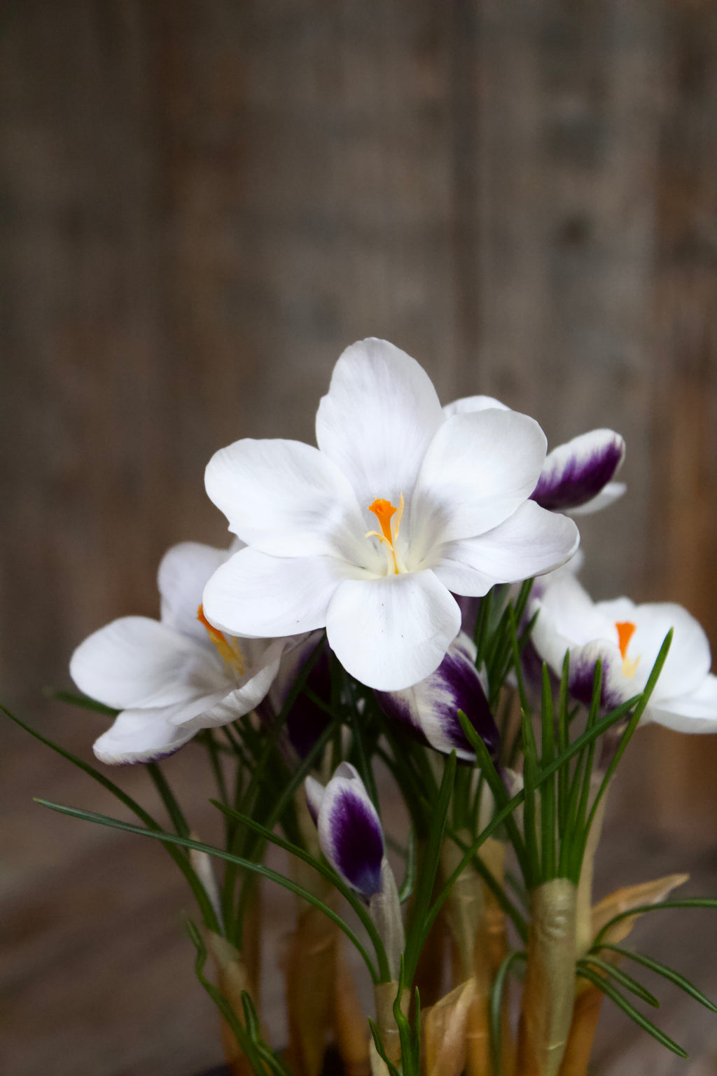 Crocus 'Prins Claus' 5/+