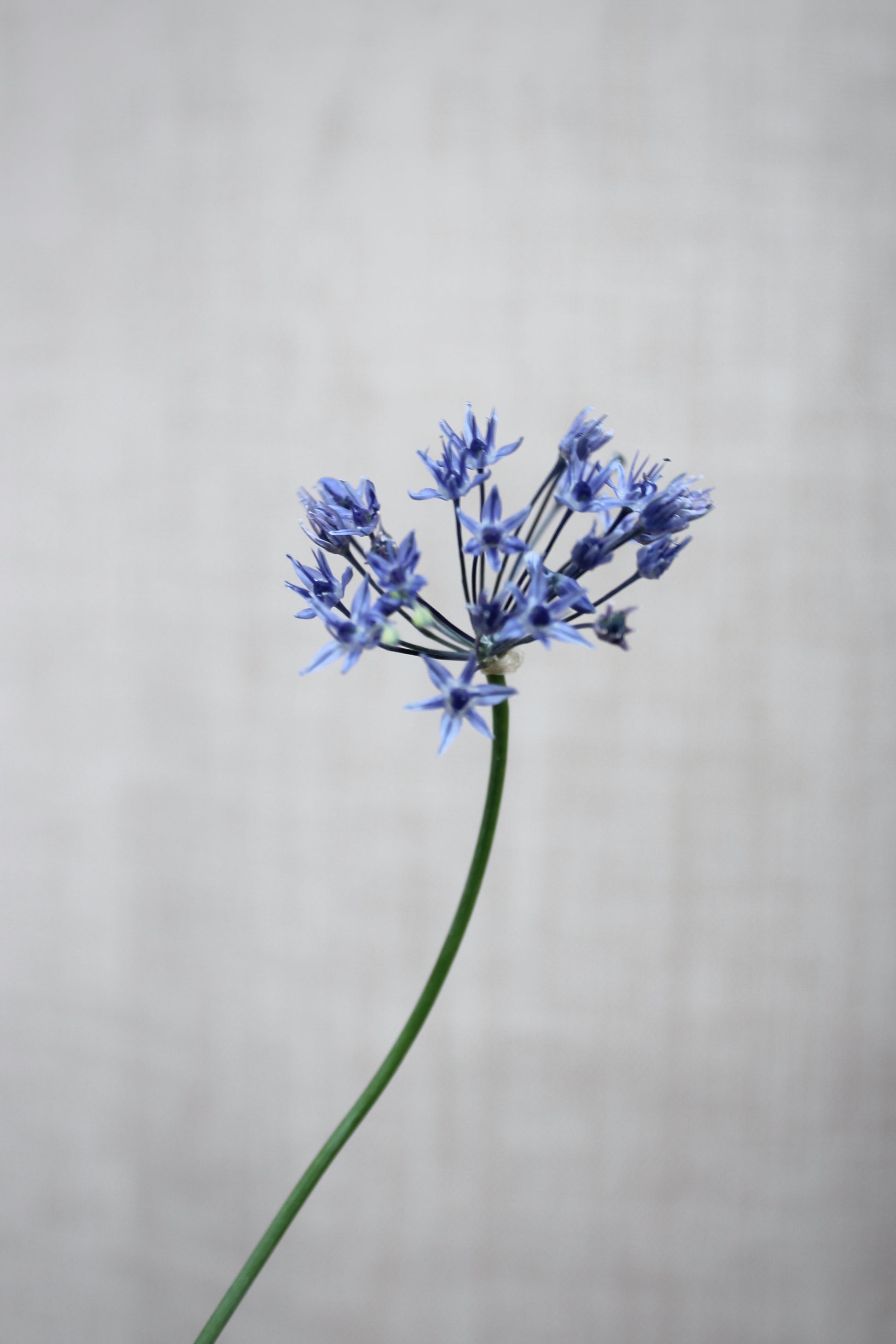 Allium caeruleum 4/+