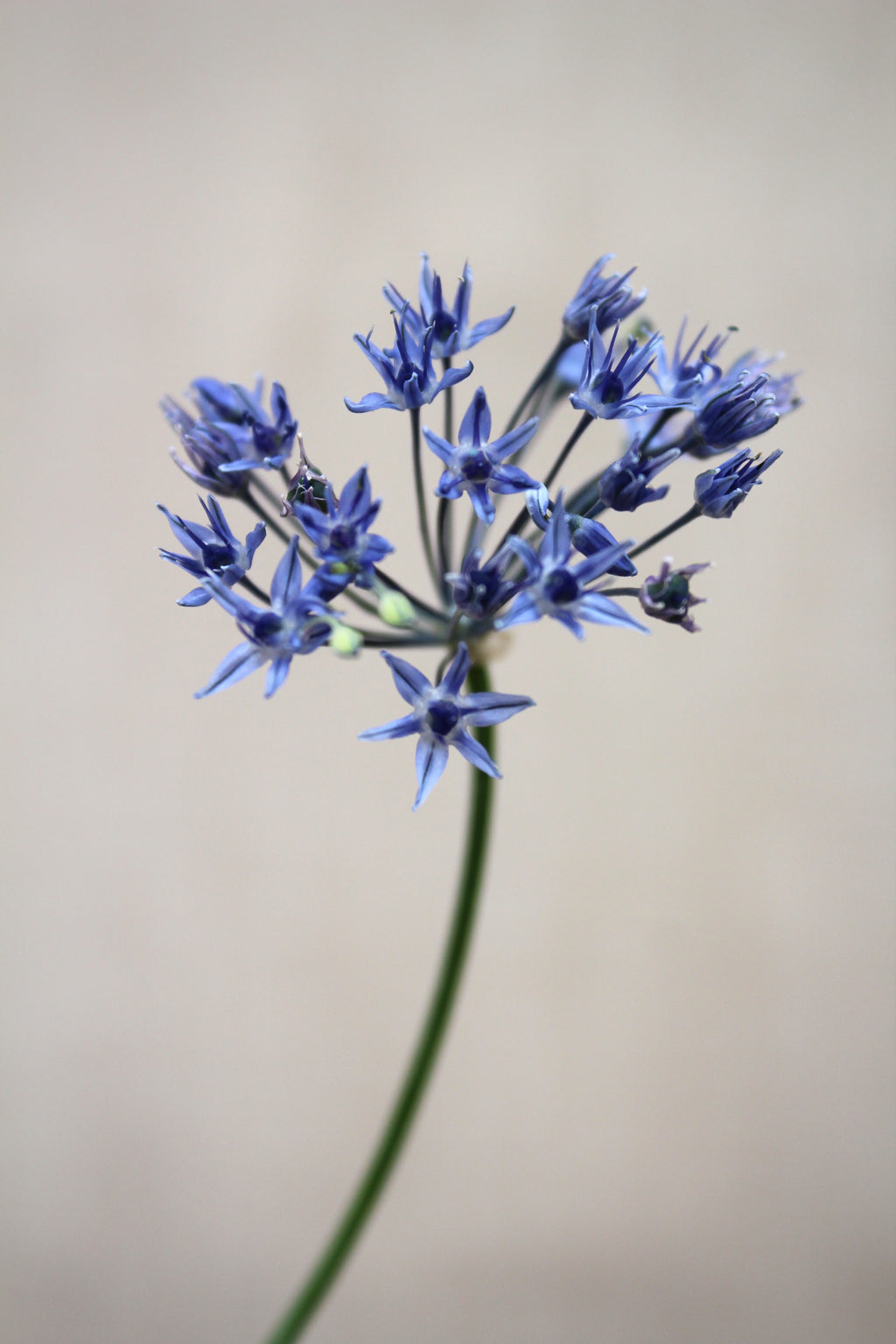 Allium caeruleum 4/+