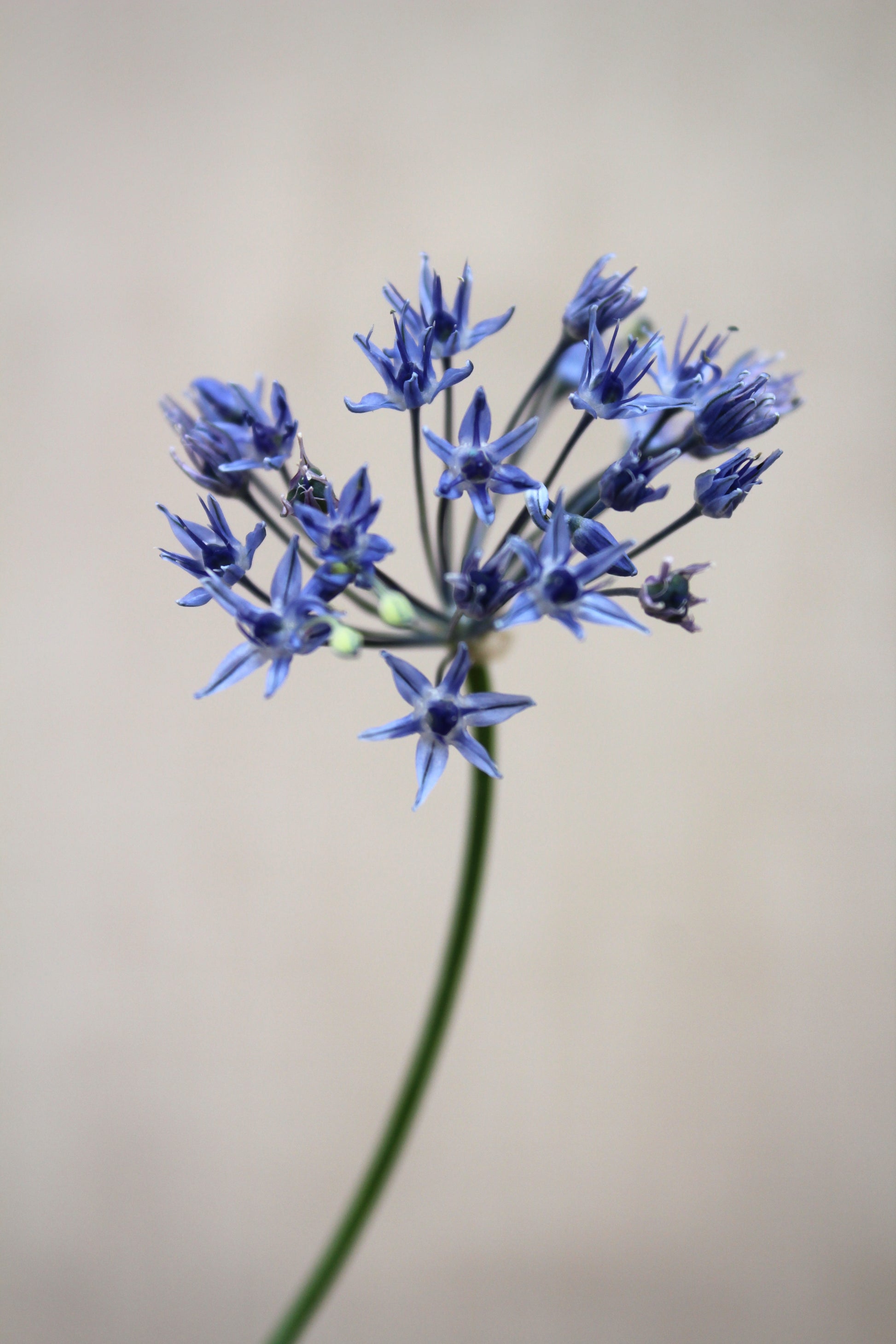 Allium caeruleum 4/+