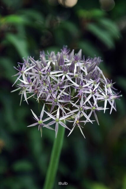 Allium 'Cristophii' 12/+