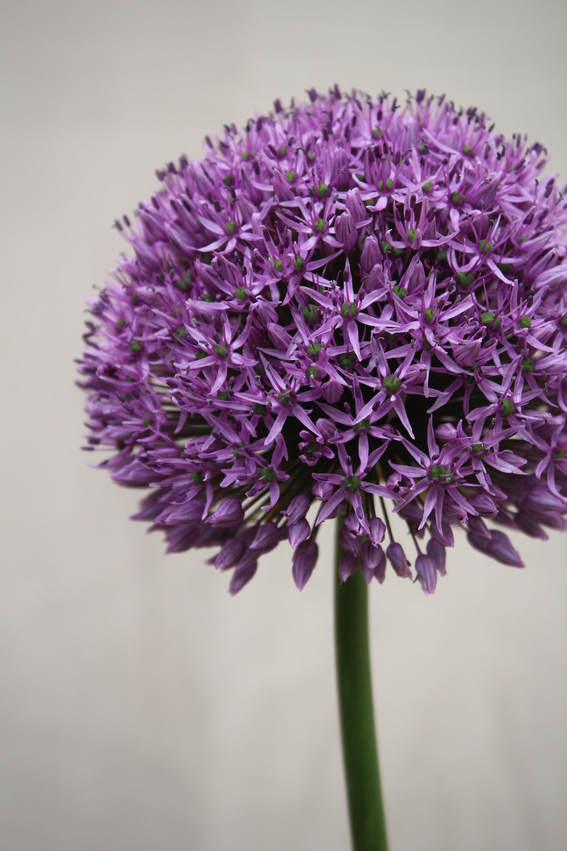 Allium 'Gladiator' 20/+