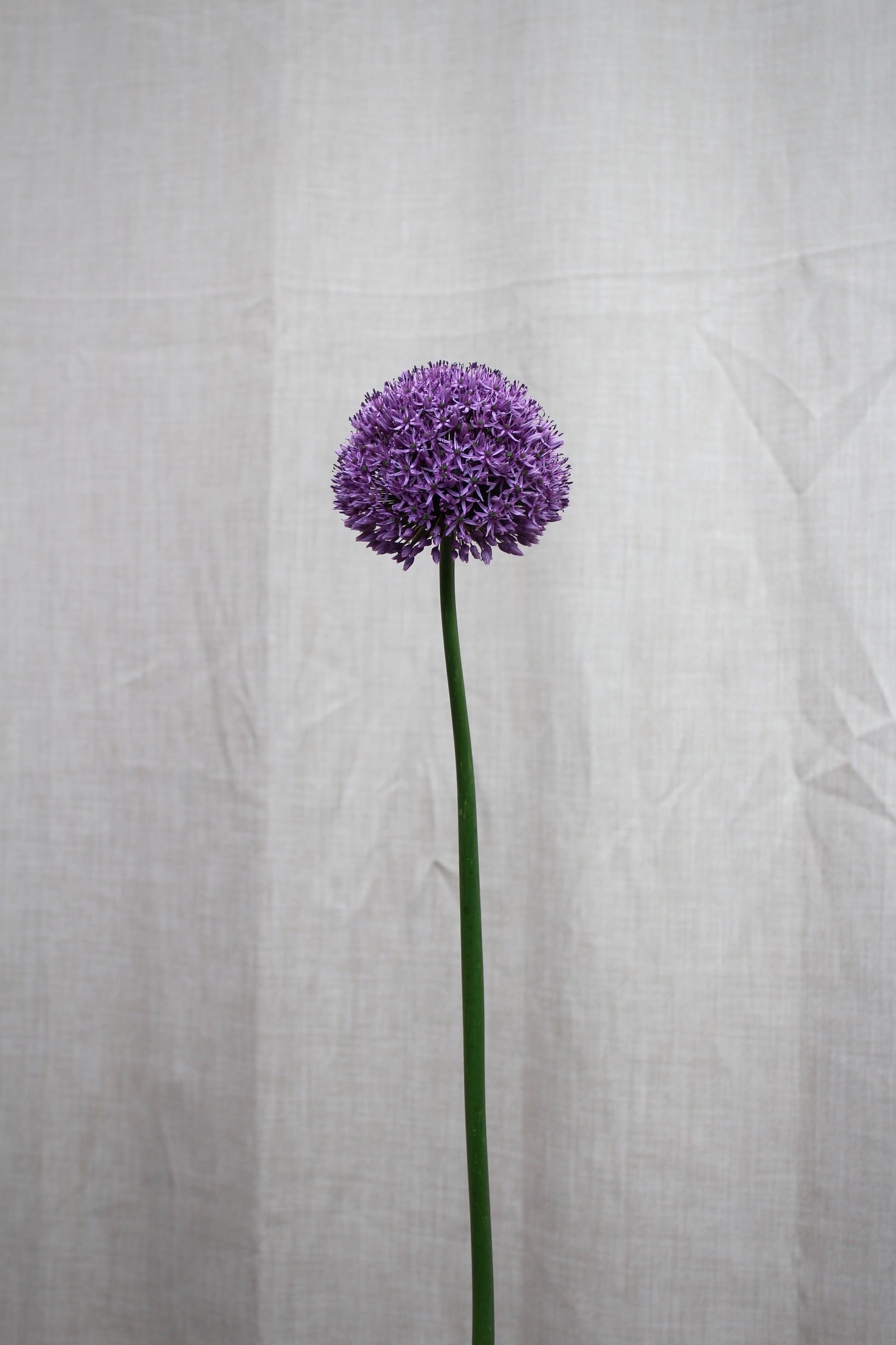 Allium 'Gladiator' 20/+