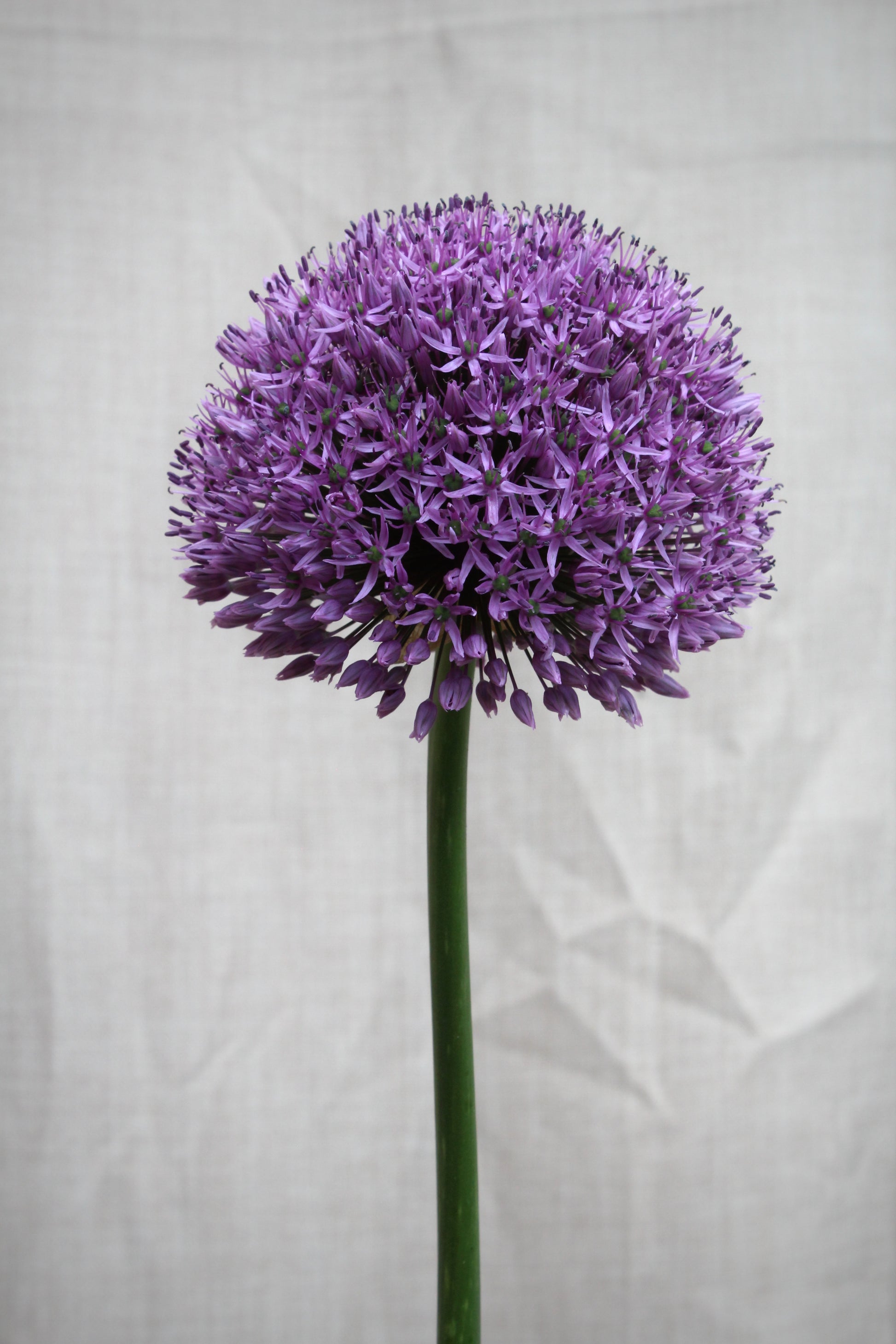 Allium 'Gladiator' 20/+