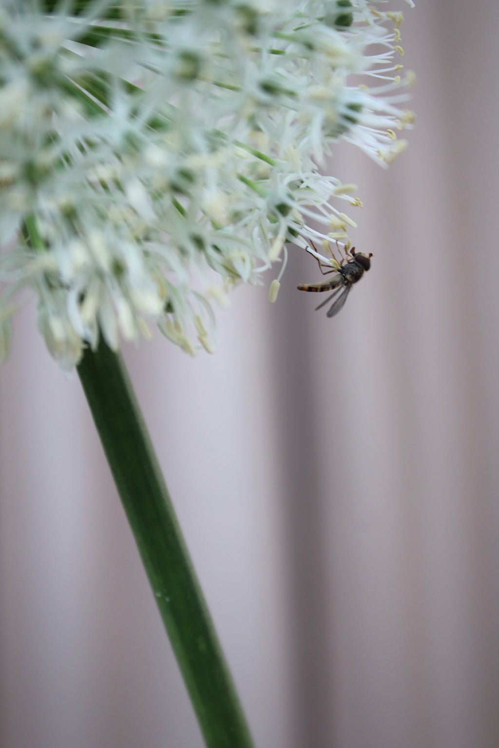 Allium 'Mount Everest' 20/+