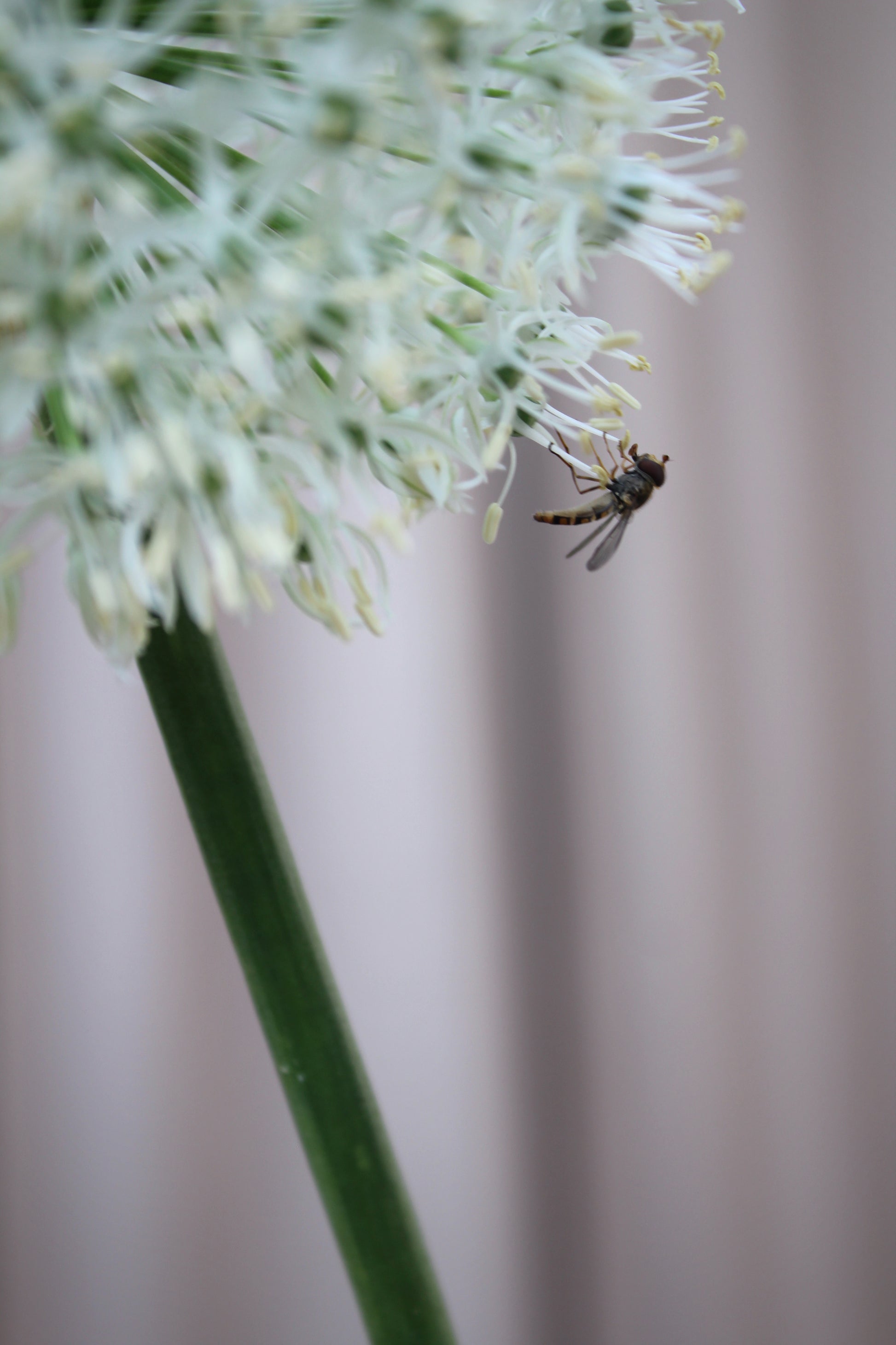 Allium 'Mount Everest' 20/+
