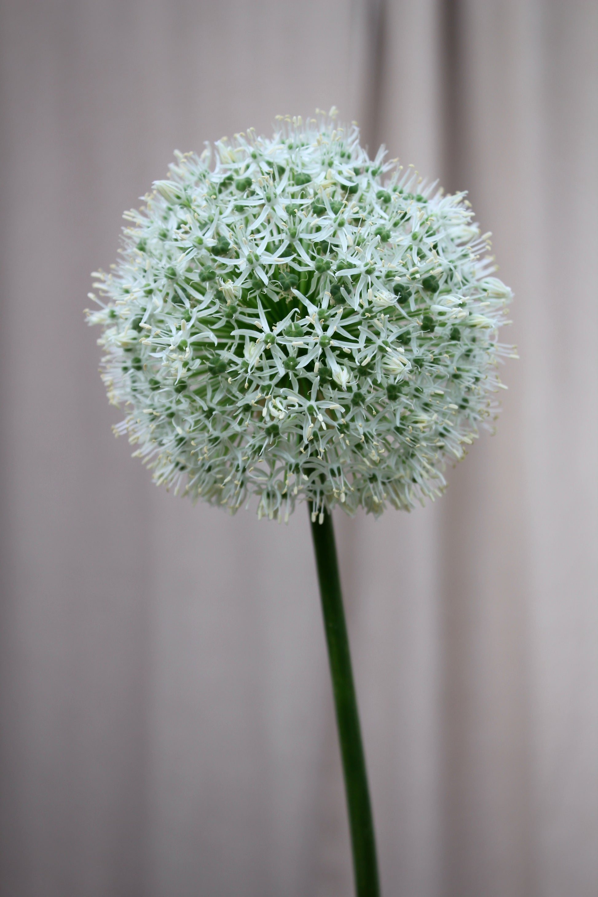 Allium 'Mount Everest' 20/+