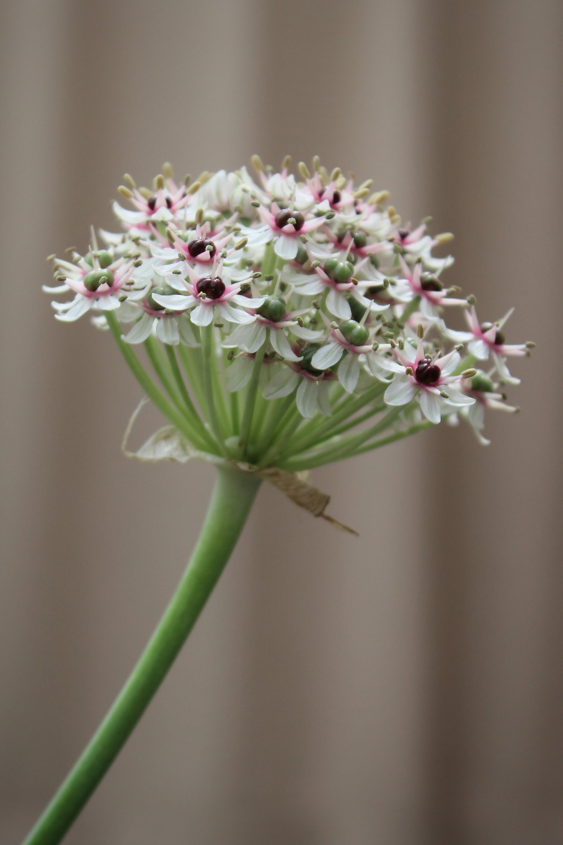 Allium 'Silver Spring' 12/+