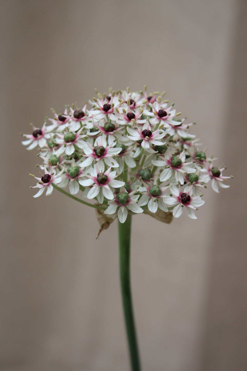 Allium 'Silver Spring' 12/+