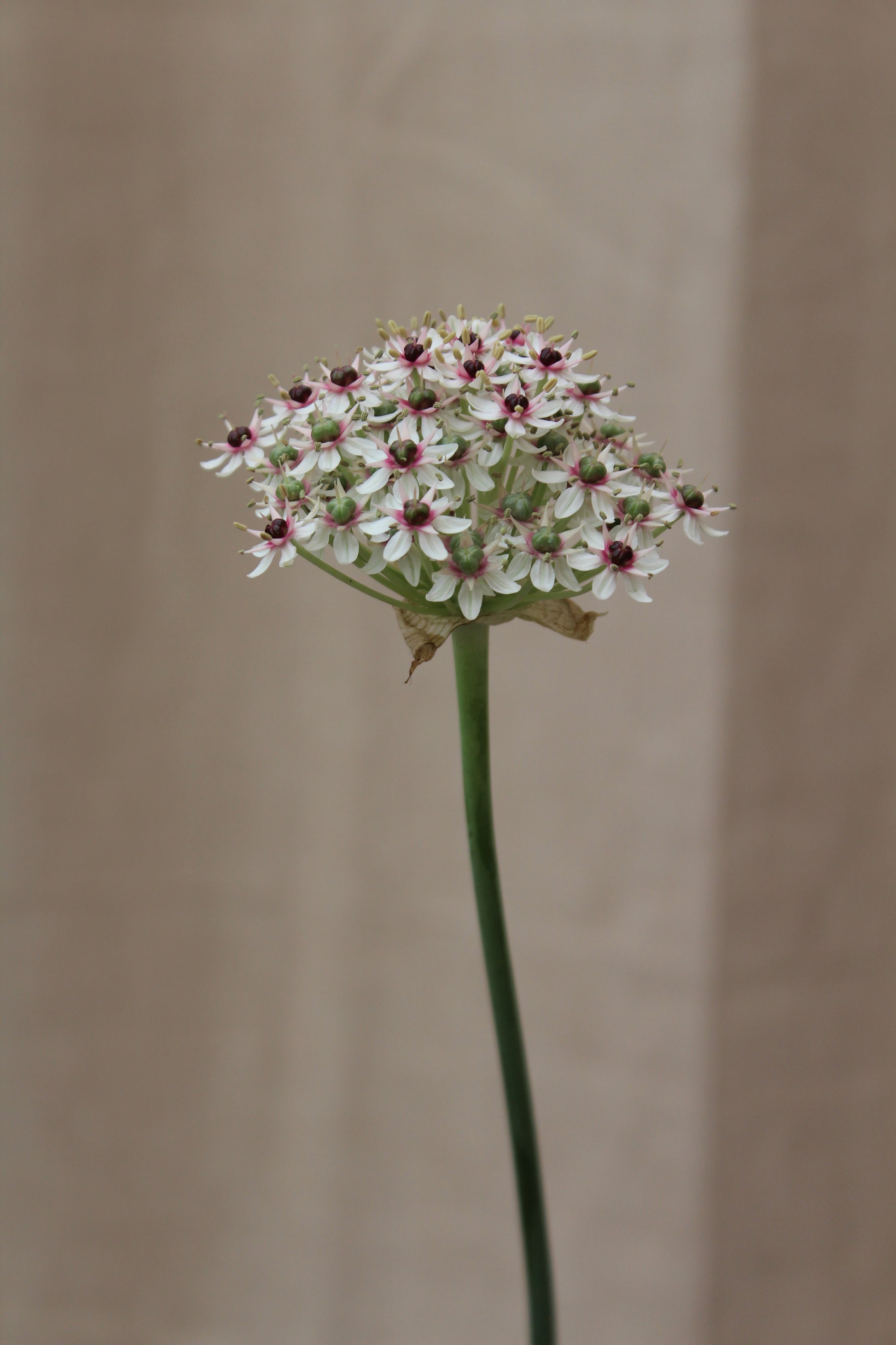 Allium 'Silver Spring' 12/+