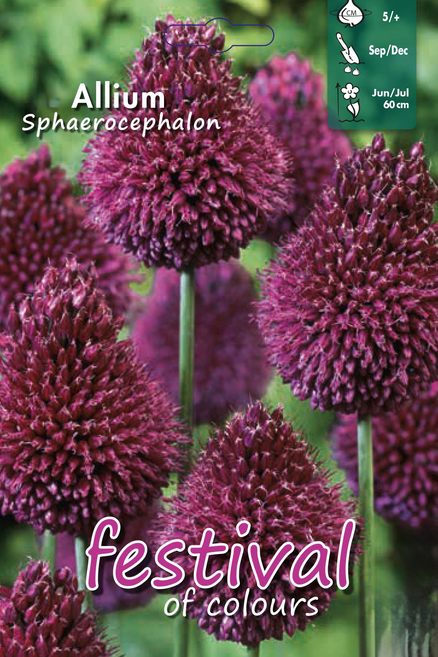 Allium sphaerocephalon 5/+