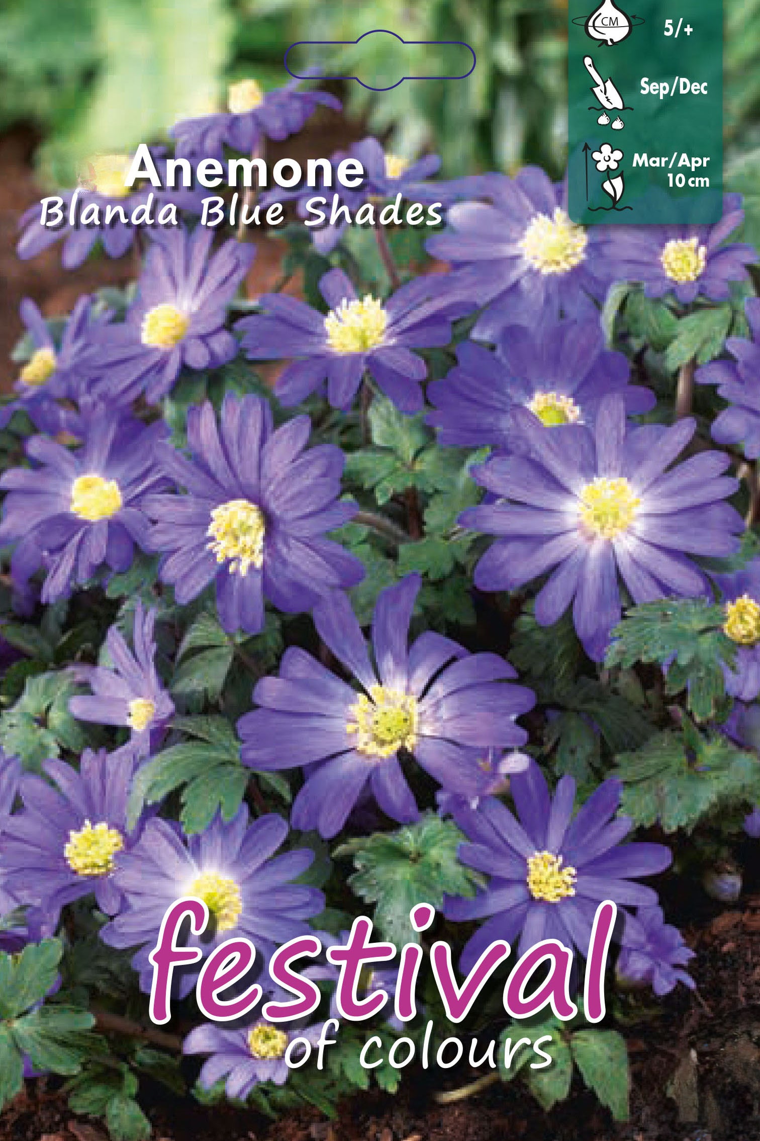 Anemone 'Blue Shades' 5/+