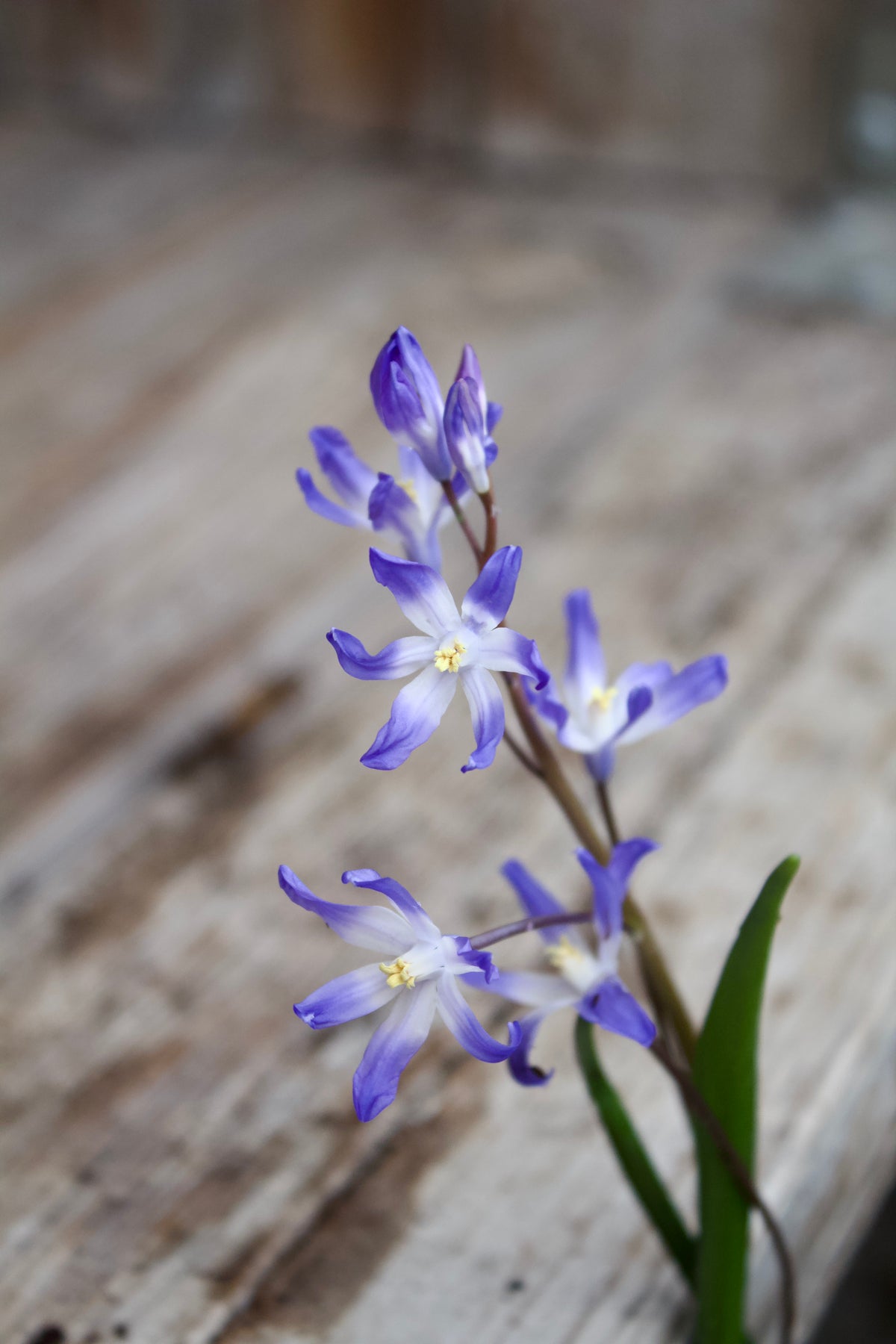 Chionodoxa forbesii 5/+