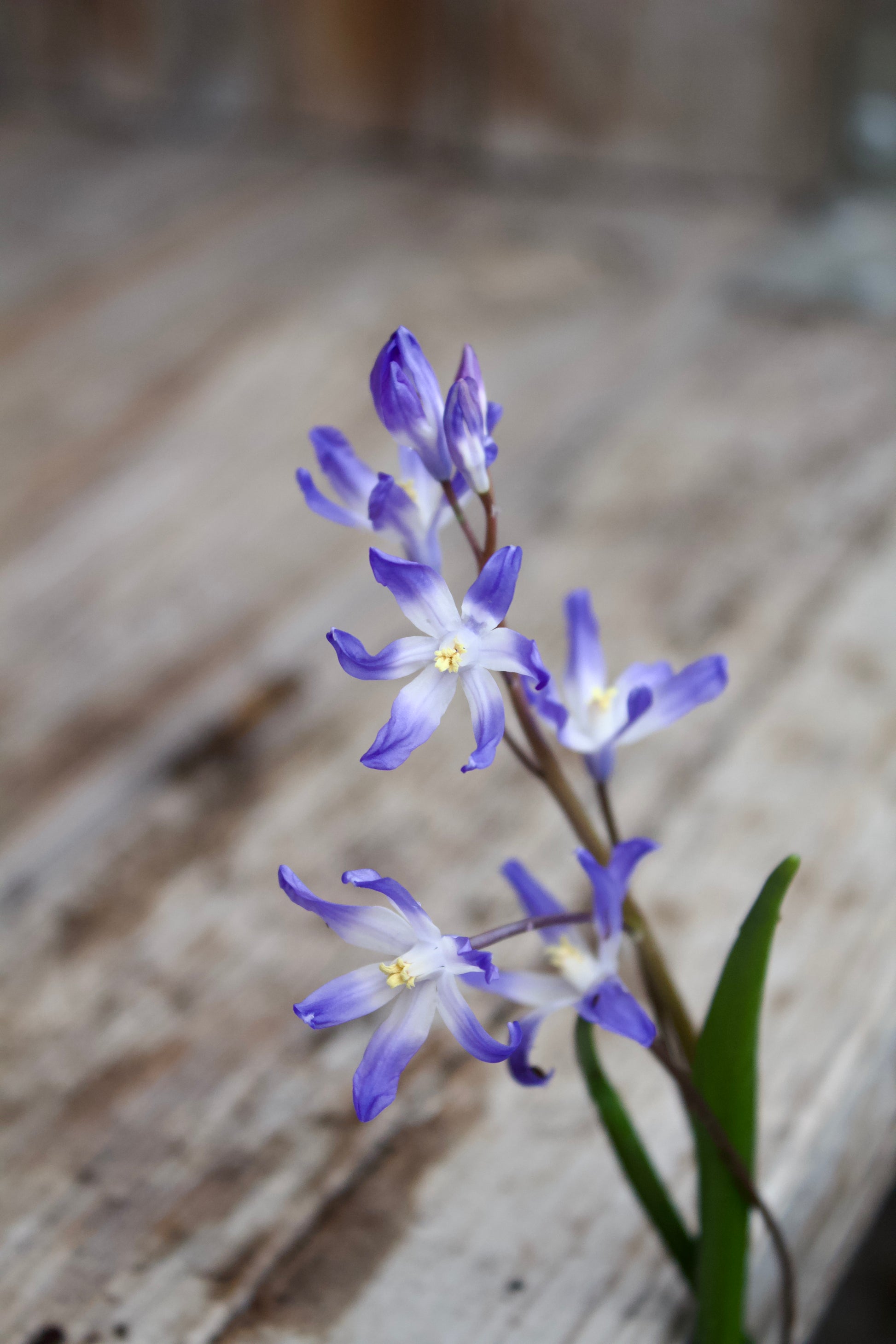 Chionodoxa forbesii 5/+