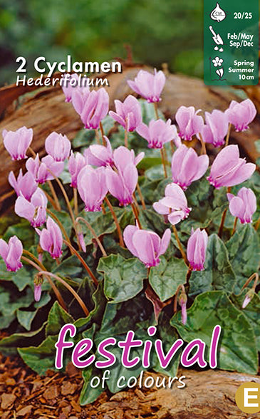 Cyclamen hederifolium 20/25