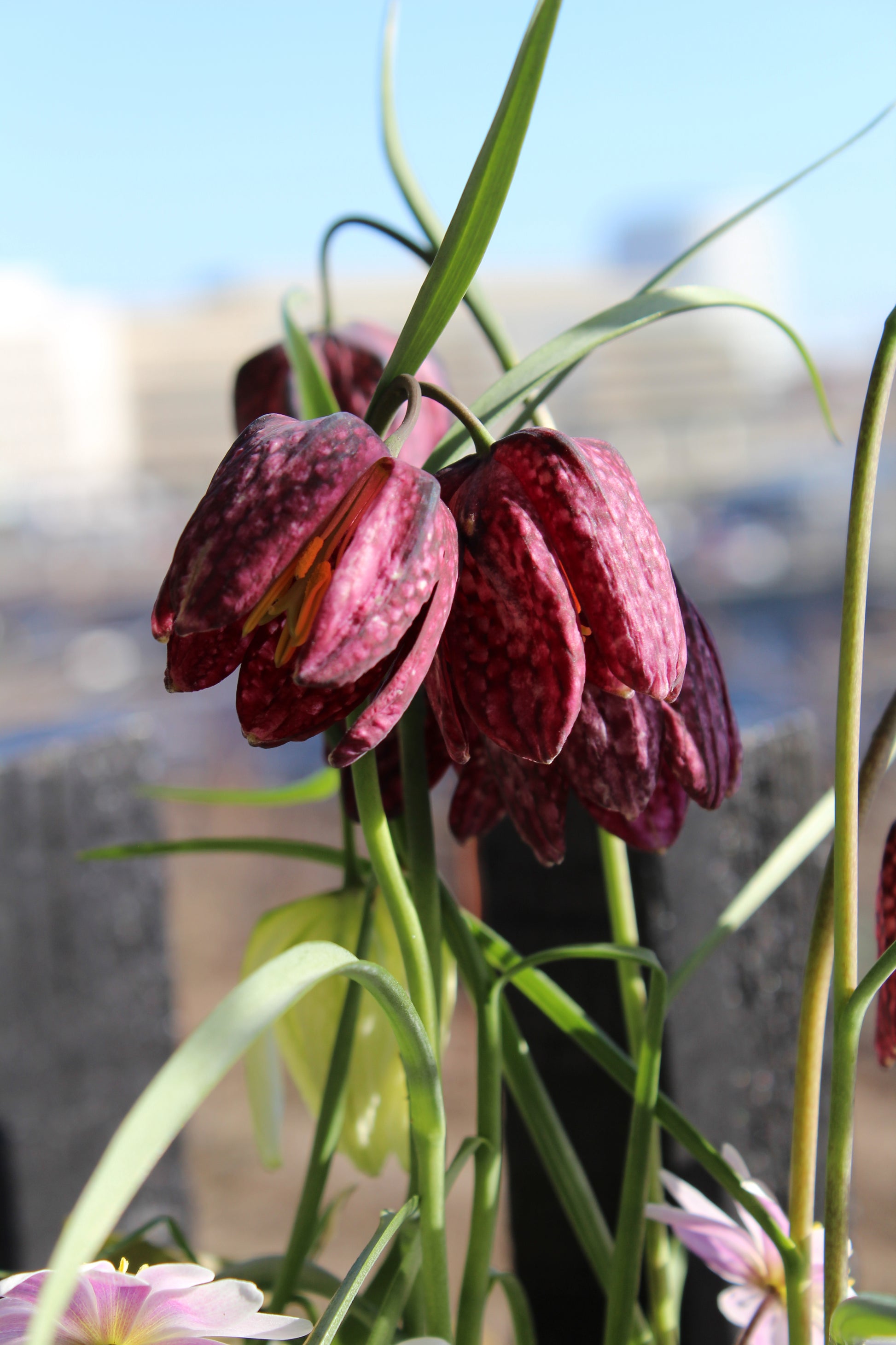 Fritillaria meleagris 6/+