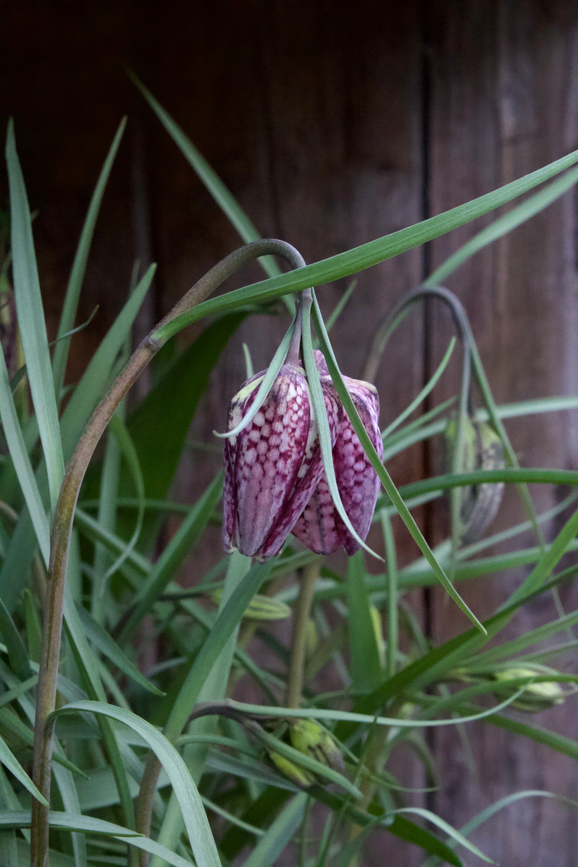 Fritillaria meleagris 6/+