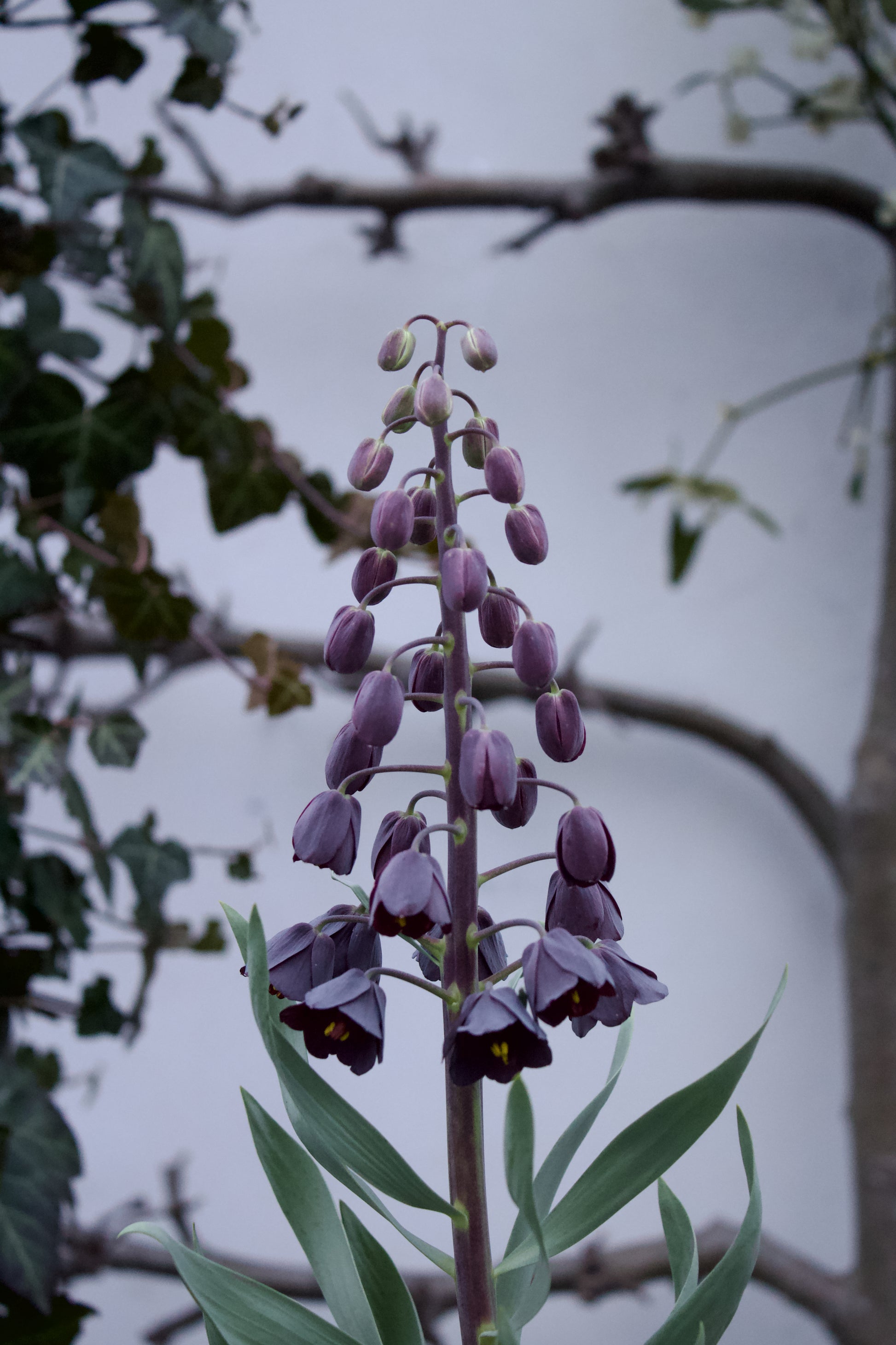 Fritillaria persica 20/+