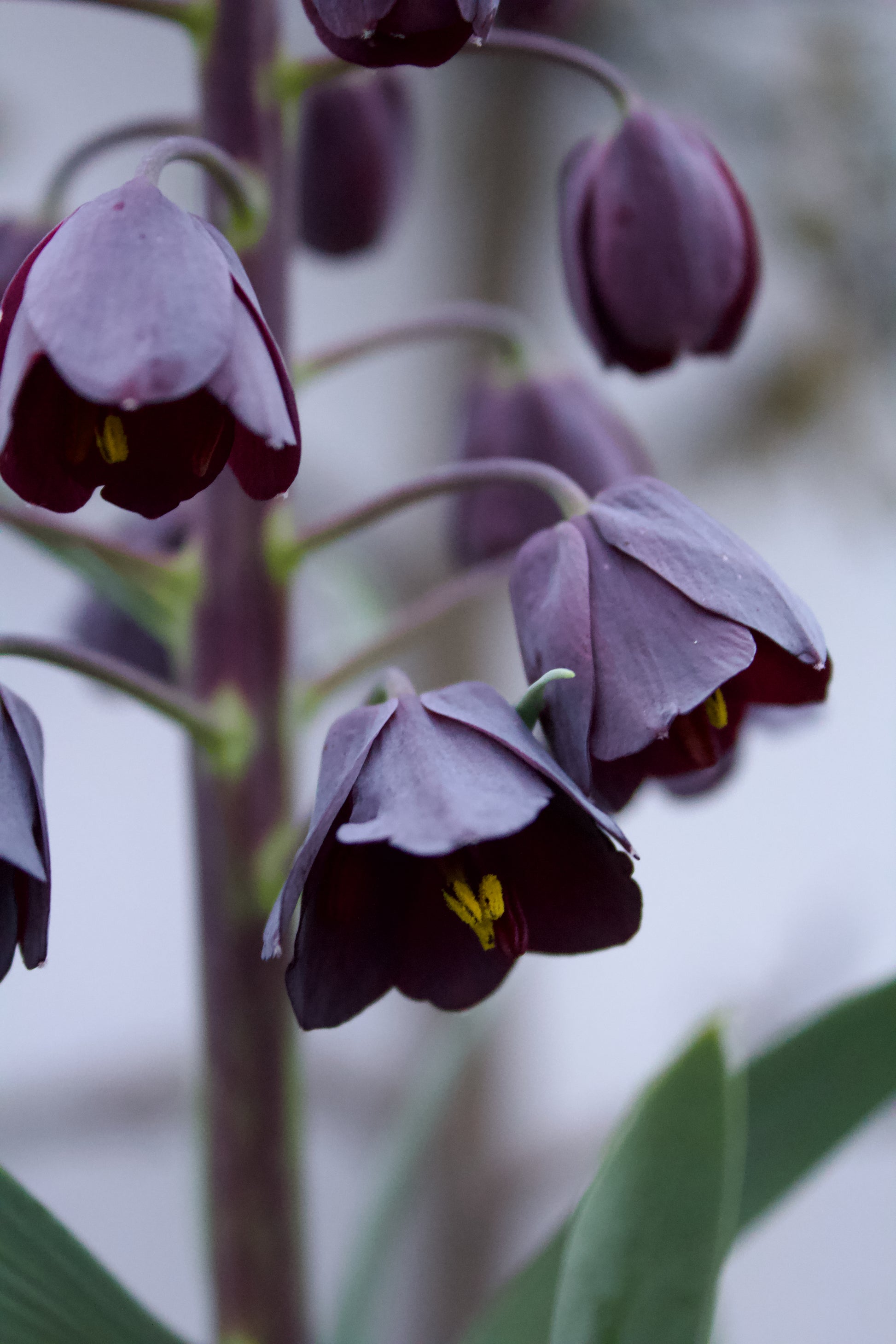 Fritillaria persica 20/+