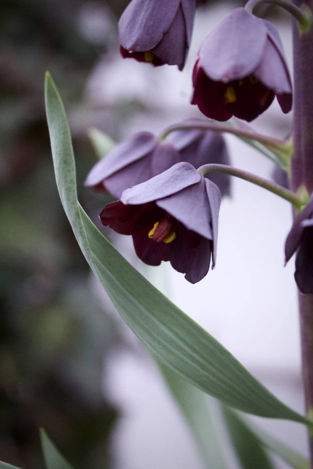 Fritillaria persica 20/+