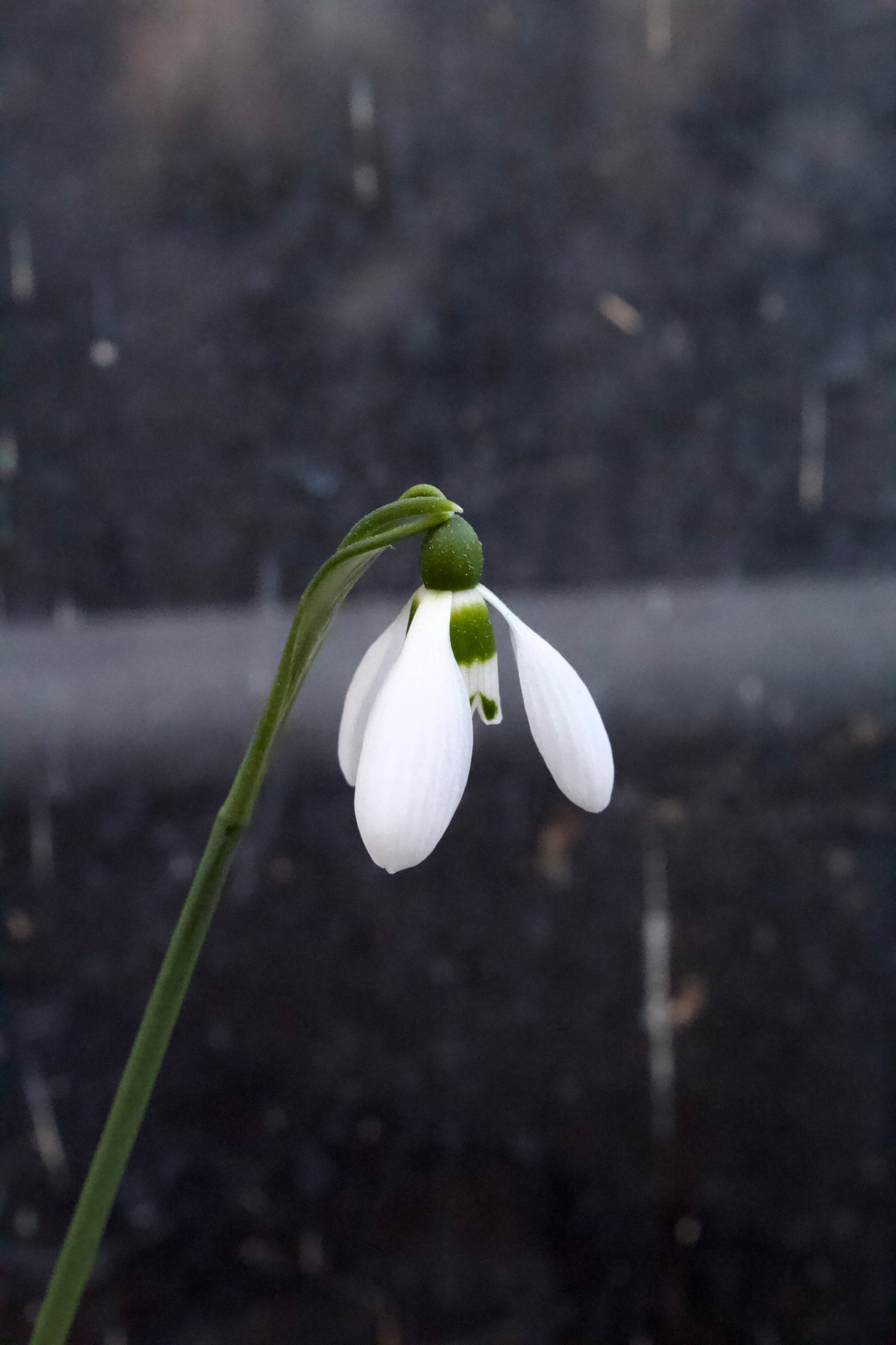 Galanthus nivalis 6/+
