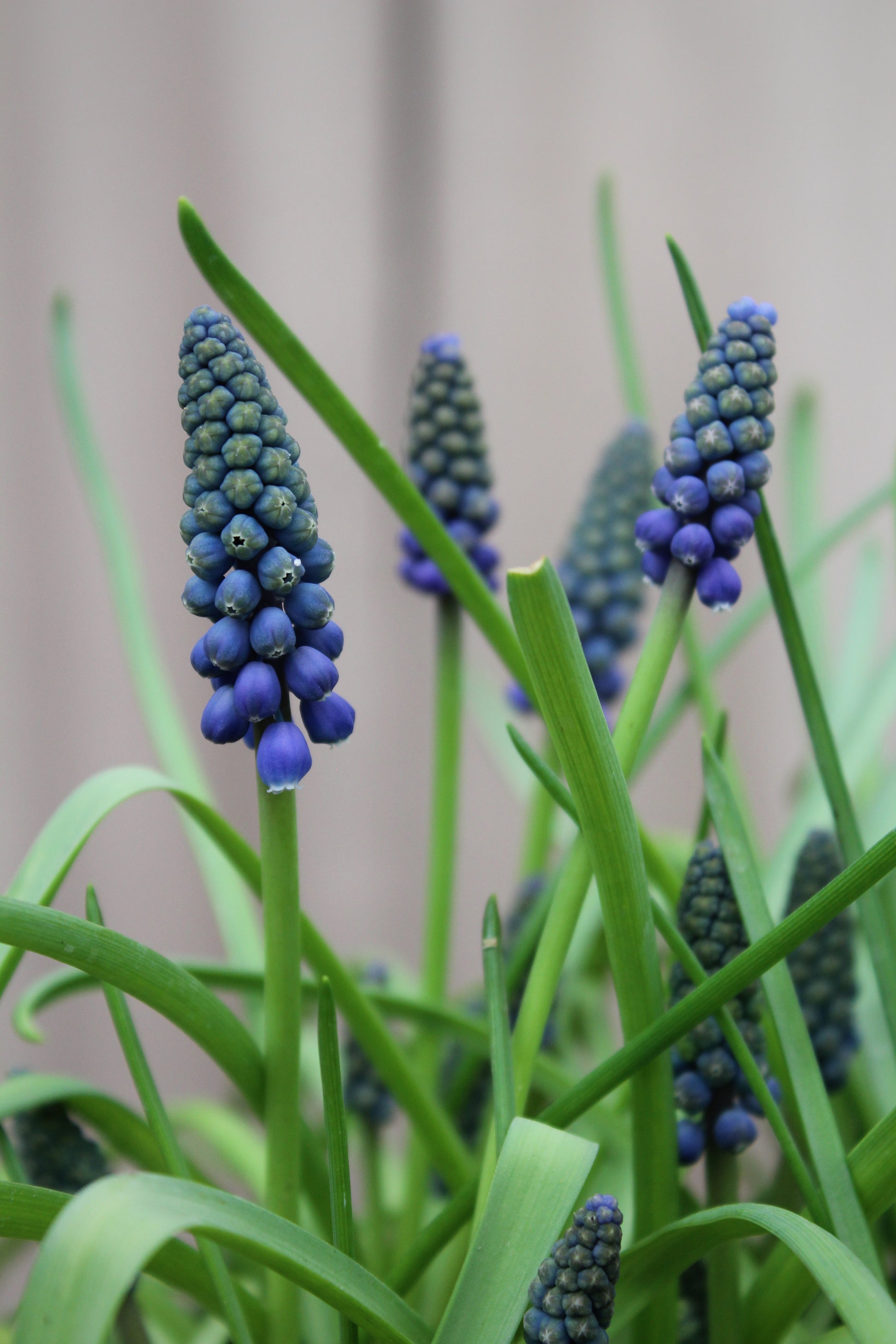 Muscari armeniacum 9/10