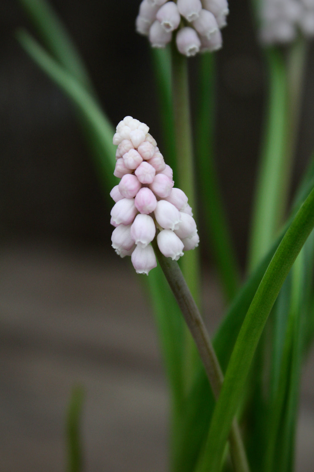 Muscari 'Pink Sunrise' 5/+
