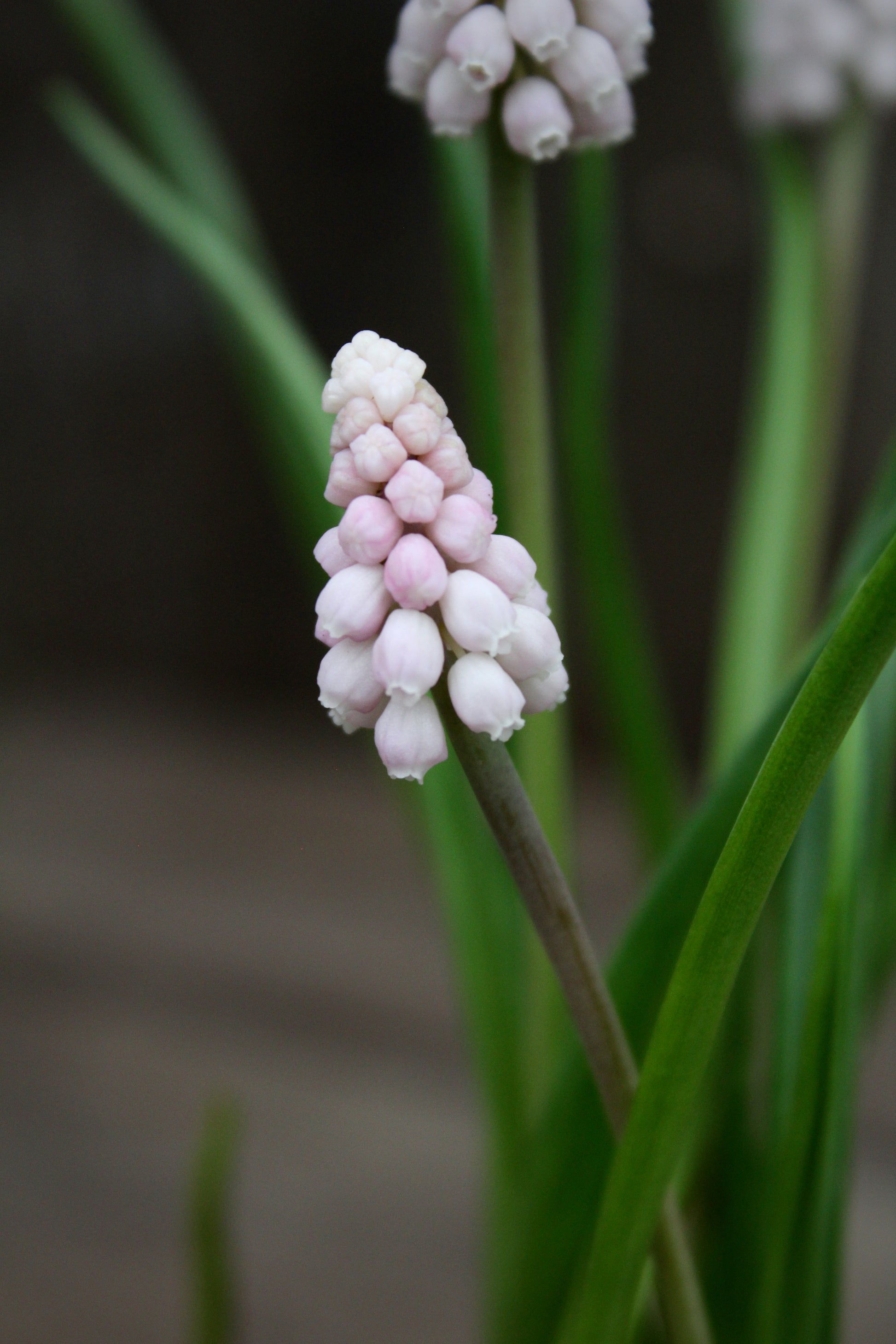 Muscari 'Pink Sunrise' 5/+