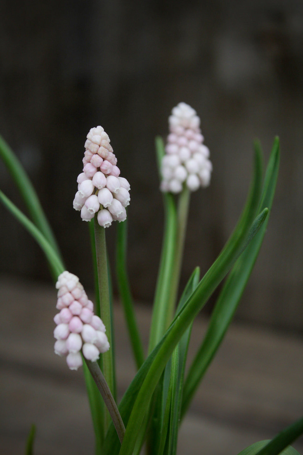 Muscari 'Pink Sunrise' 5/+