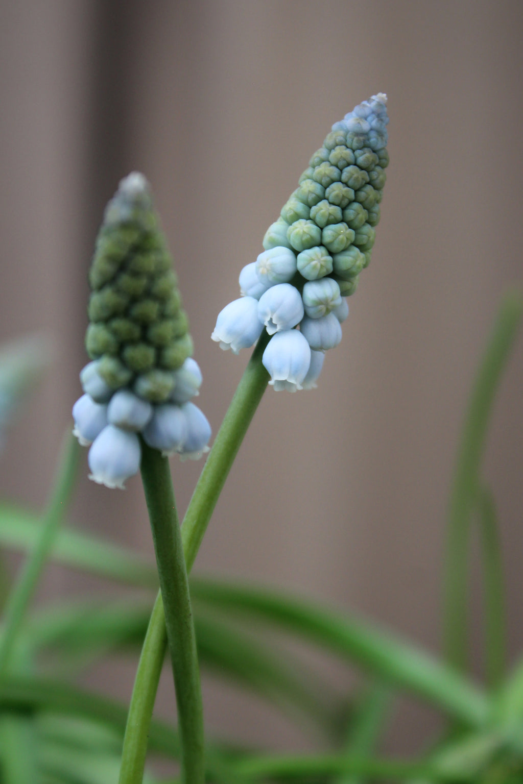Muscari 'Valerie Finnis' 7/8