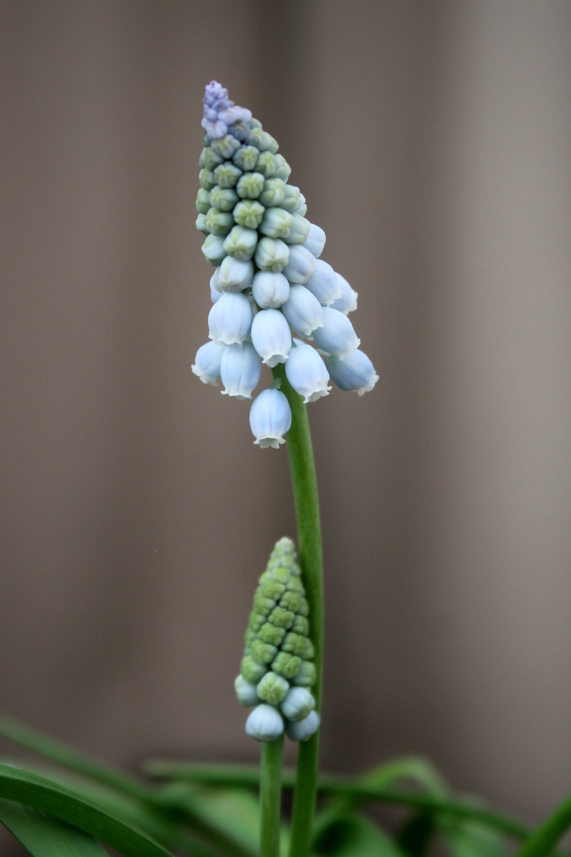 Muscari 'Valerie Finnis' 7/8