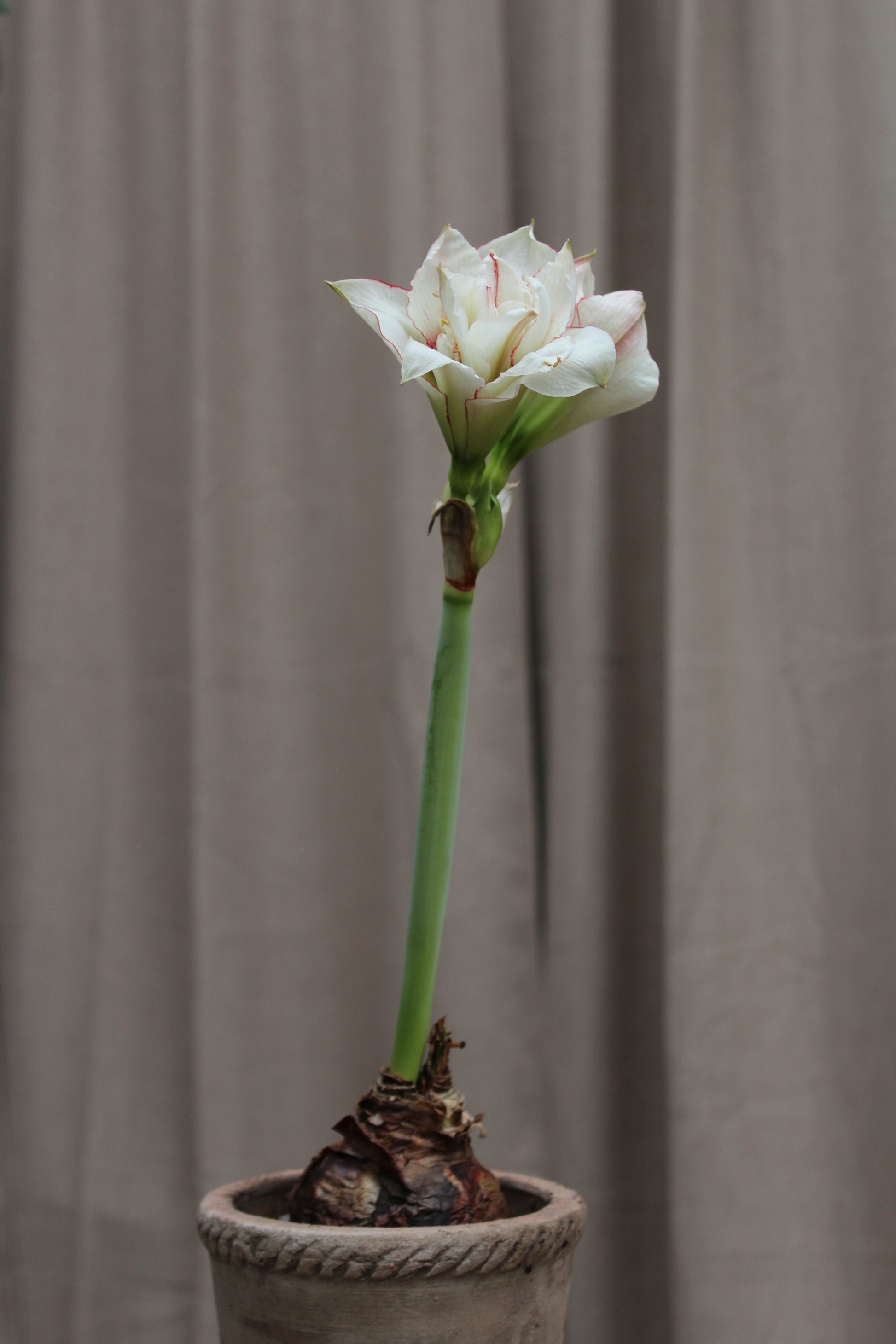 Amaryllis Elvas 30/32
