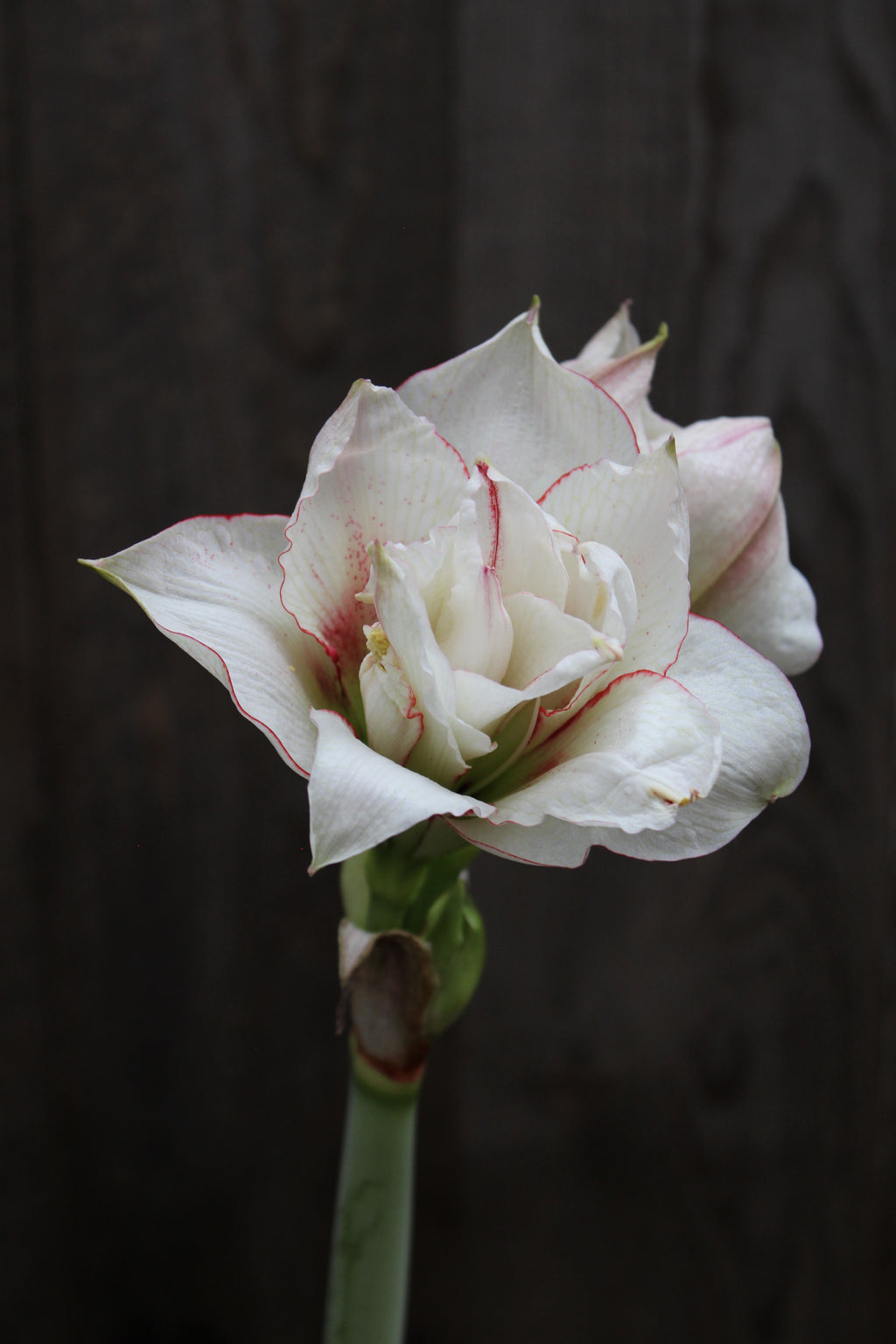 Amaryllis Elvas 30/32