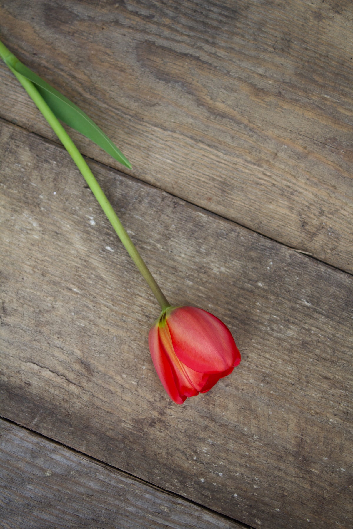 Tulipa 'Apeldoorn' 12/+