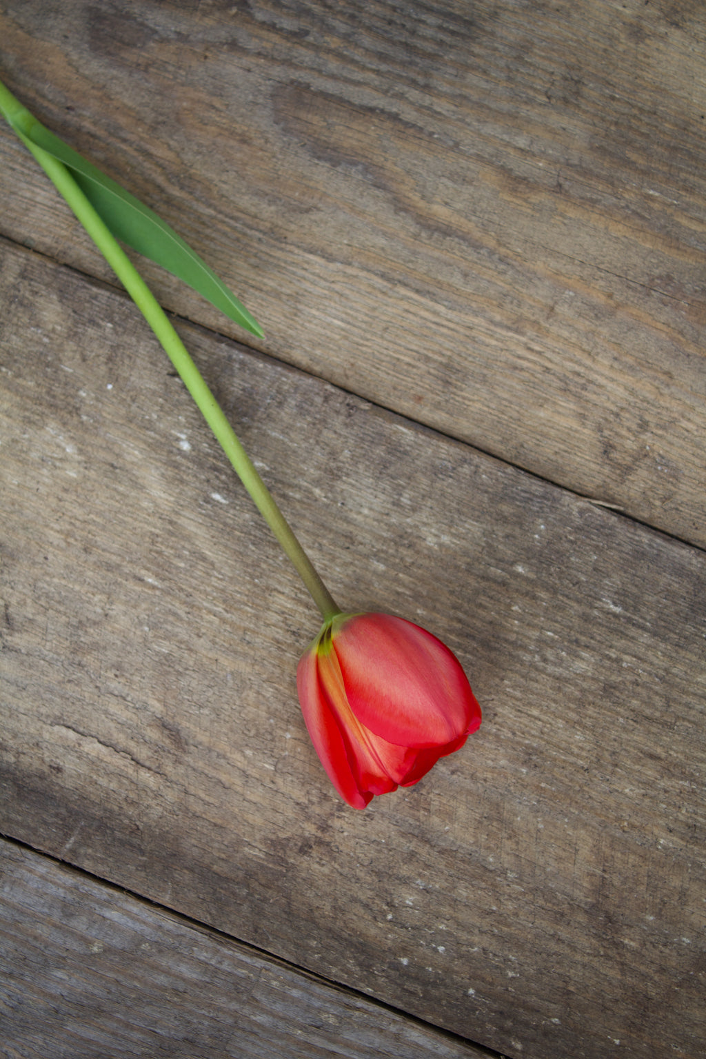 Tulipa 'Apeldoorn' 12/+
