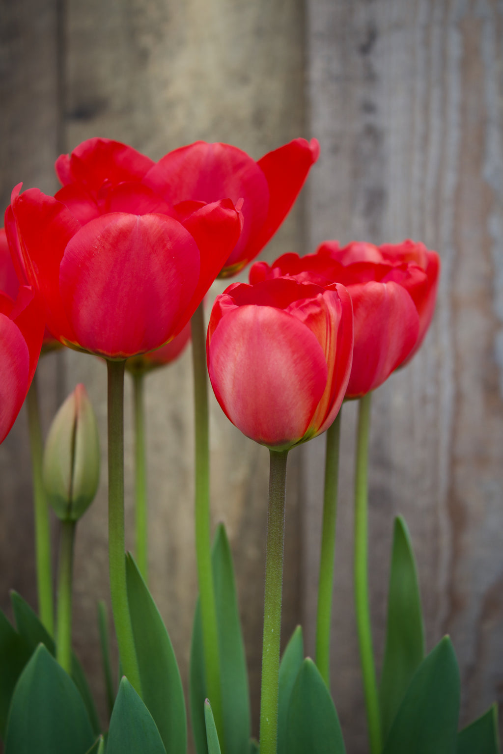 Tulipa 'Apeldoorn' 12/+