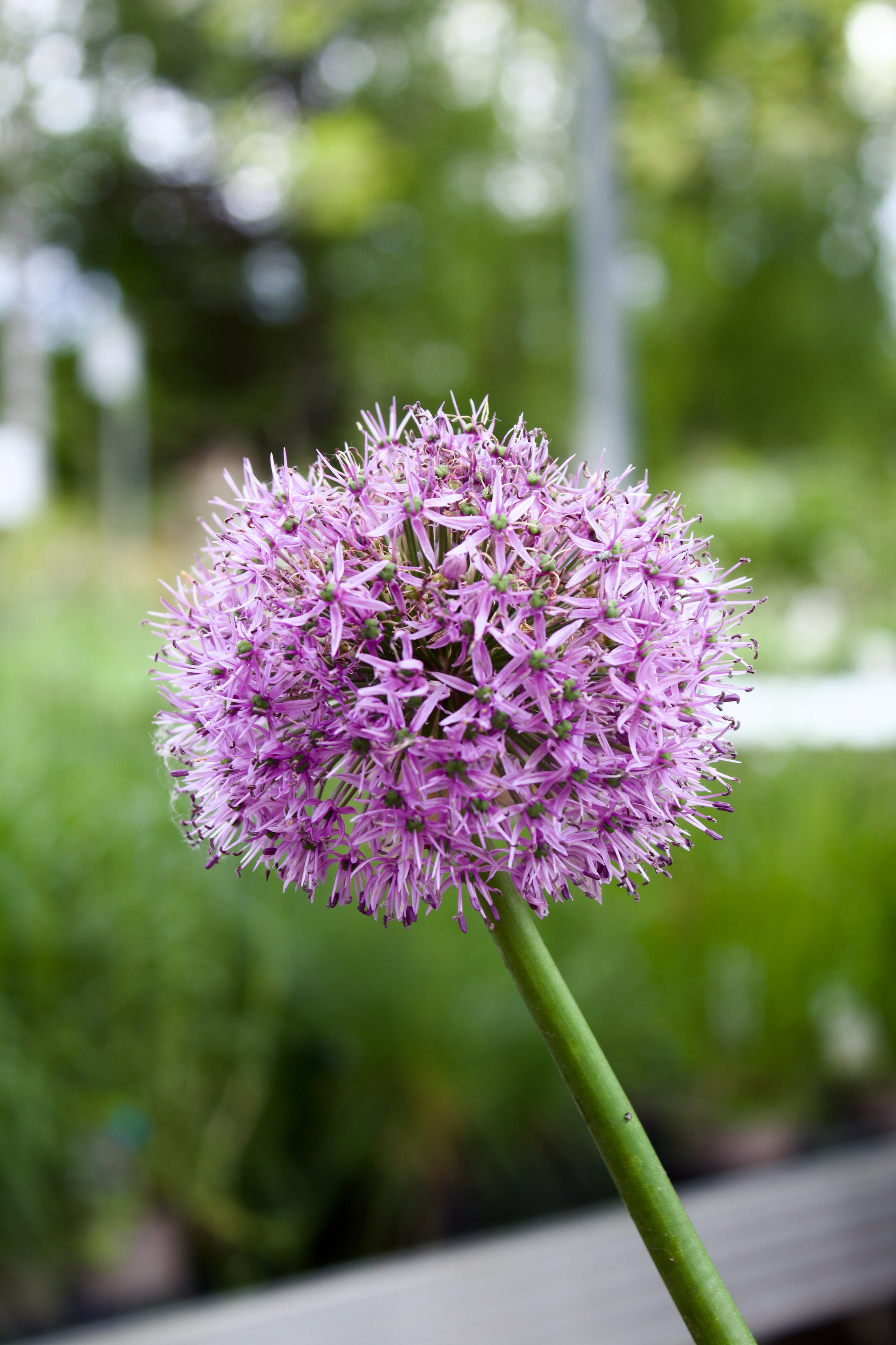 Allium 'Purple Sensation' 10/12