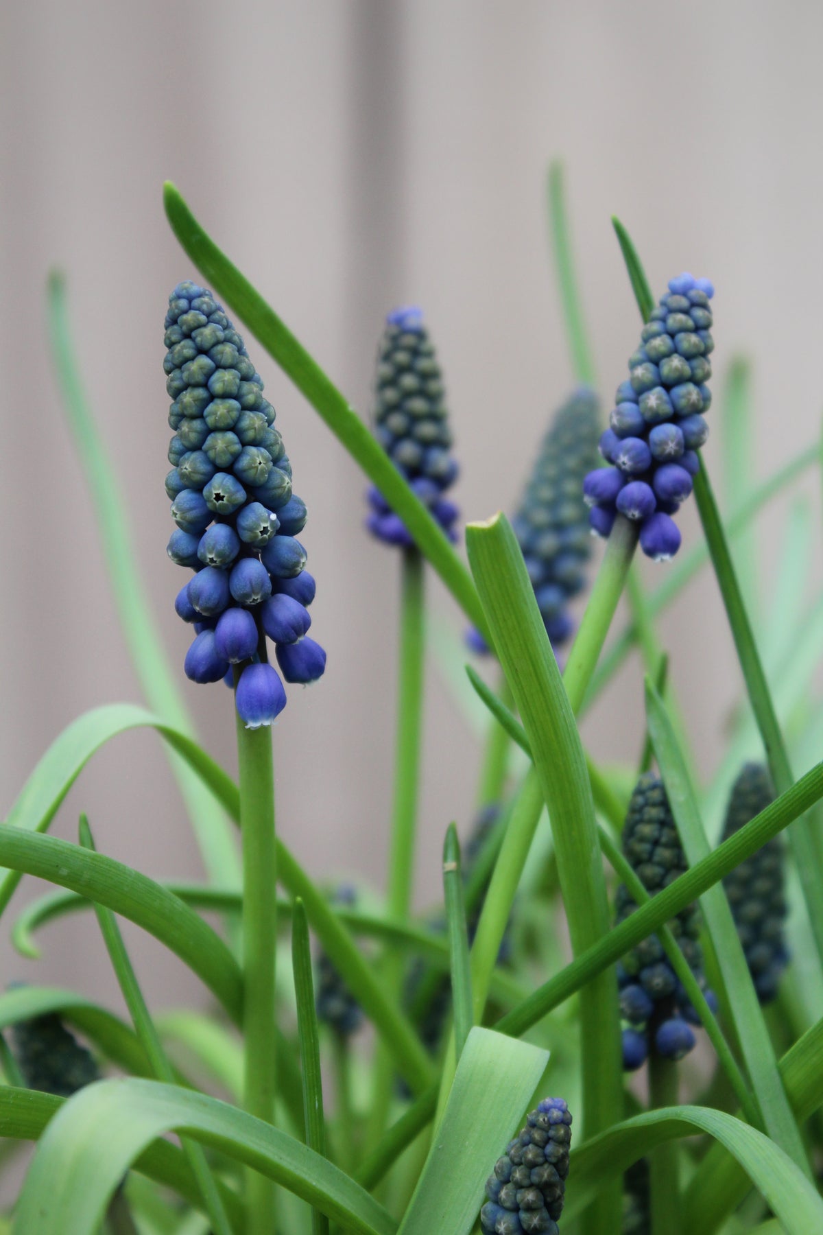 Muscari Armeniacum 9/10