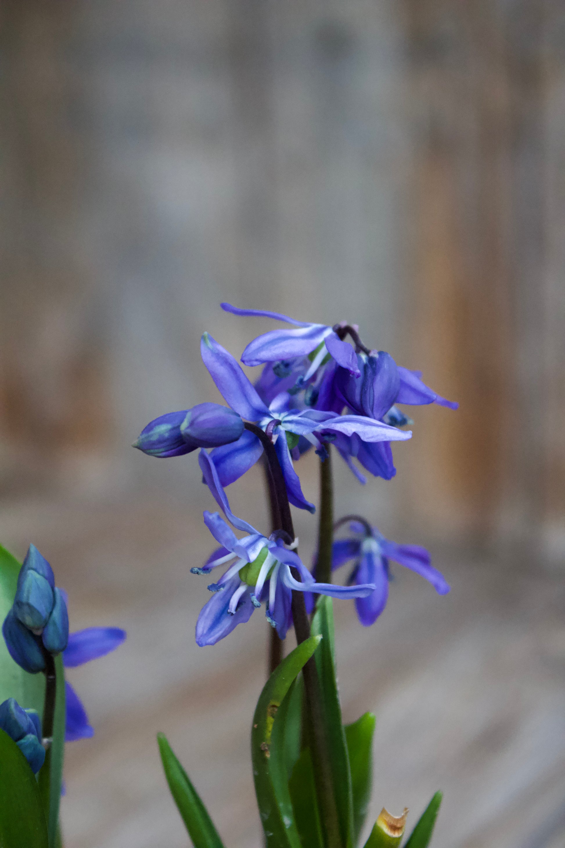 Scilla Siberica 7/8