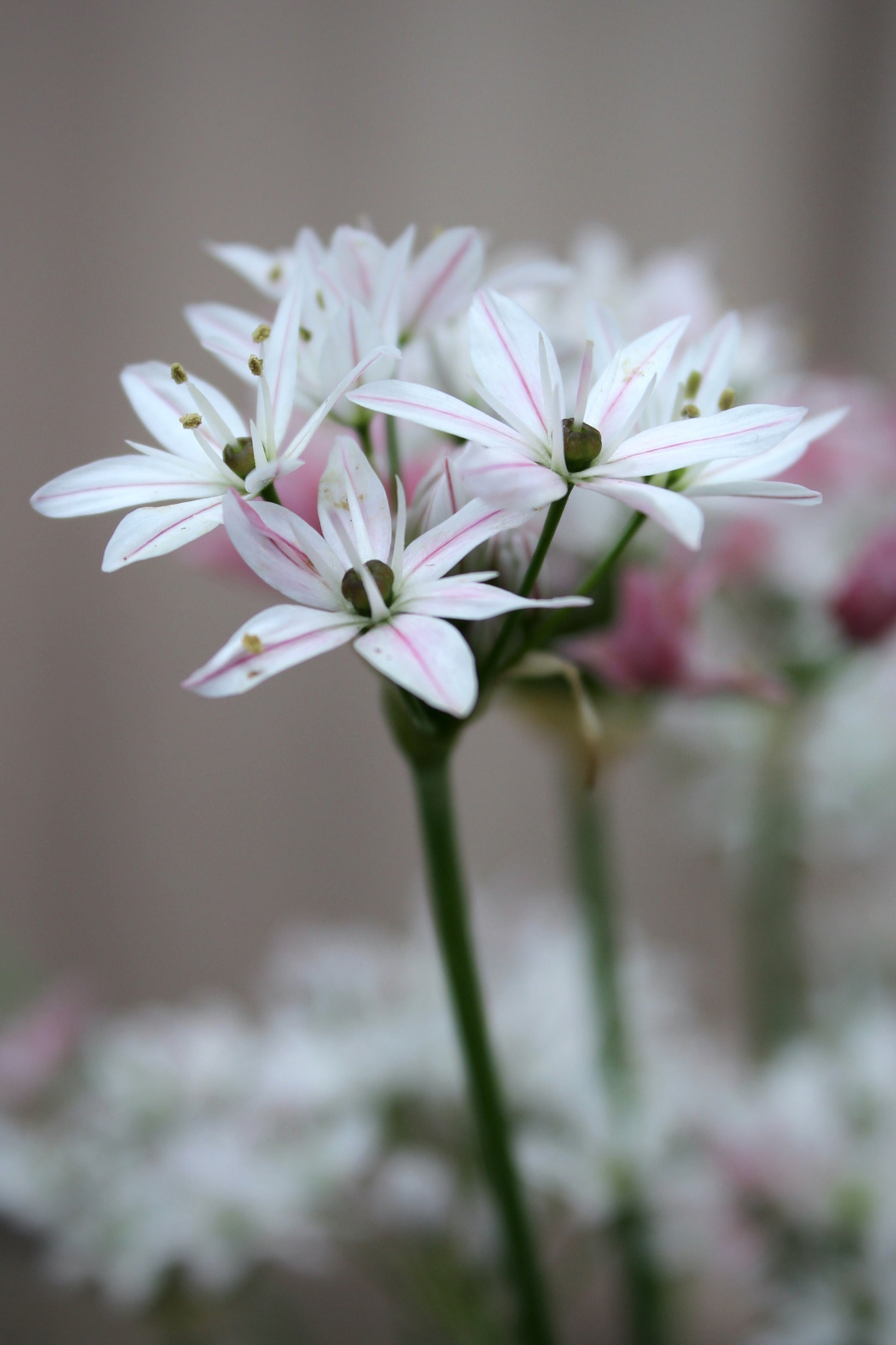 Allium 'Cameleon' 4/+