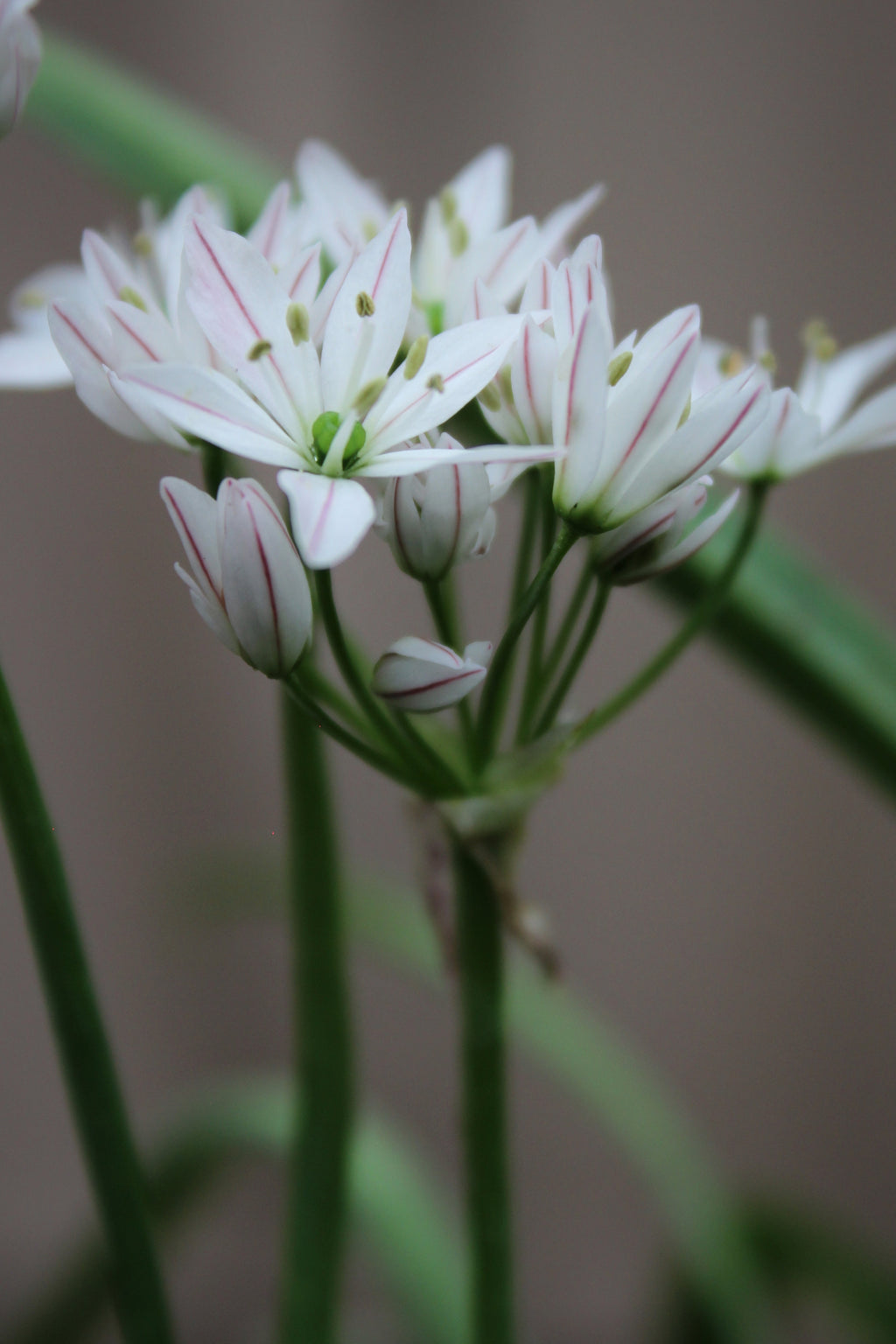 Allium 'Cameleon' 4/+