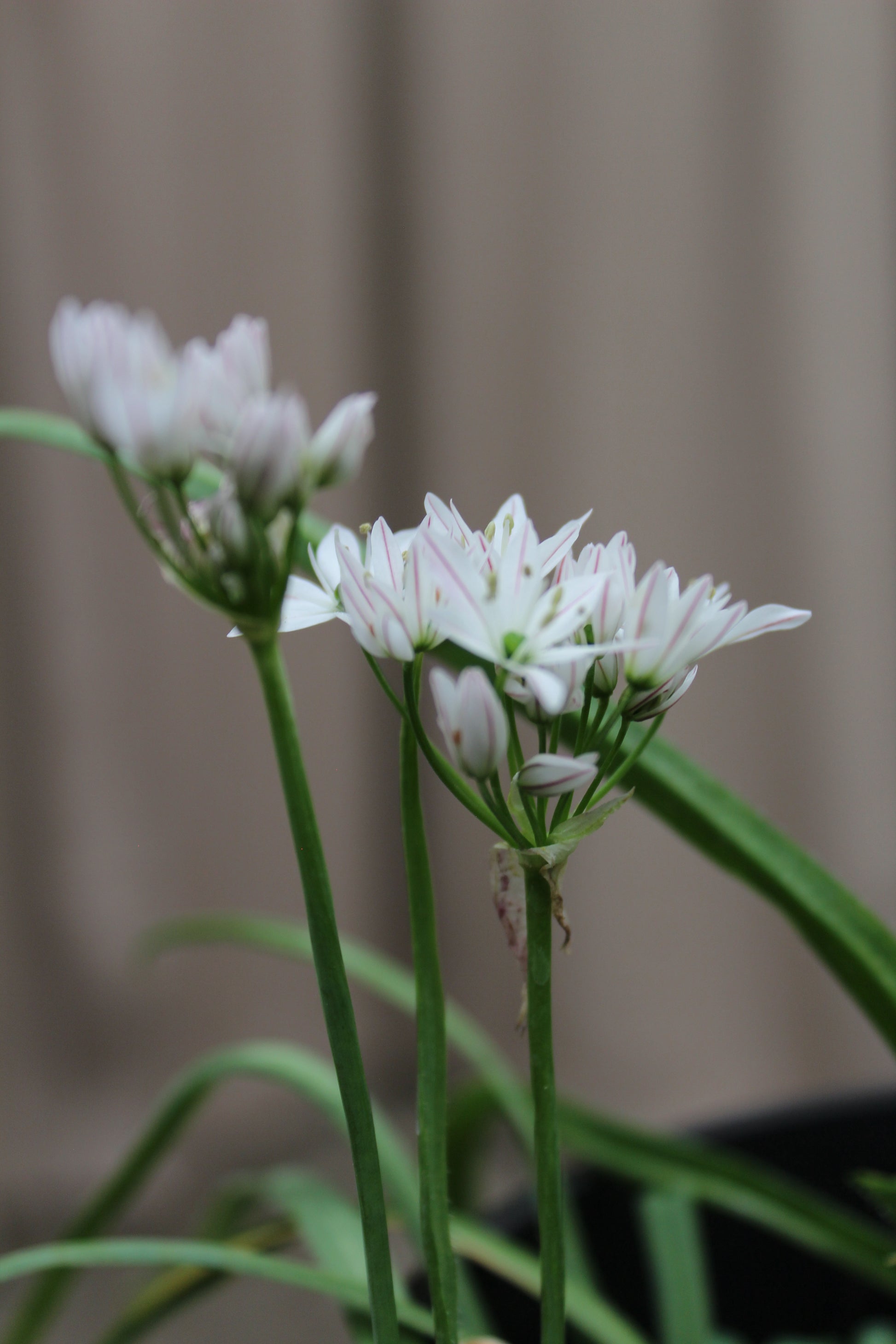 Allium 'Cameleon' 4/+
