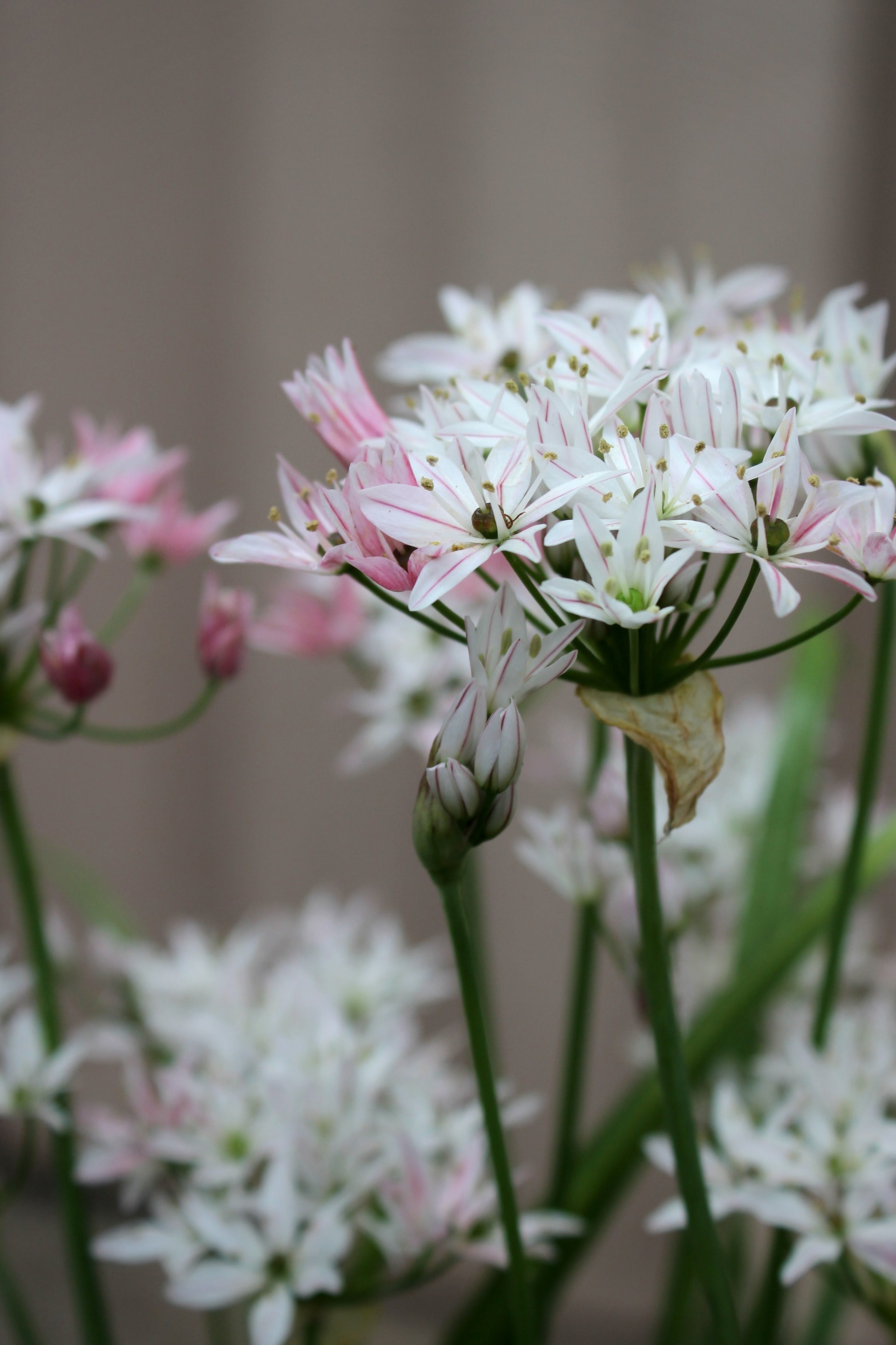 Allium 'Cameleon' 4/+